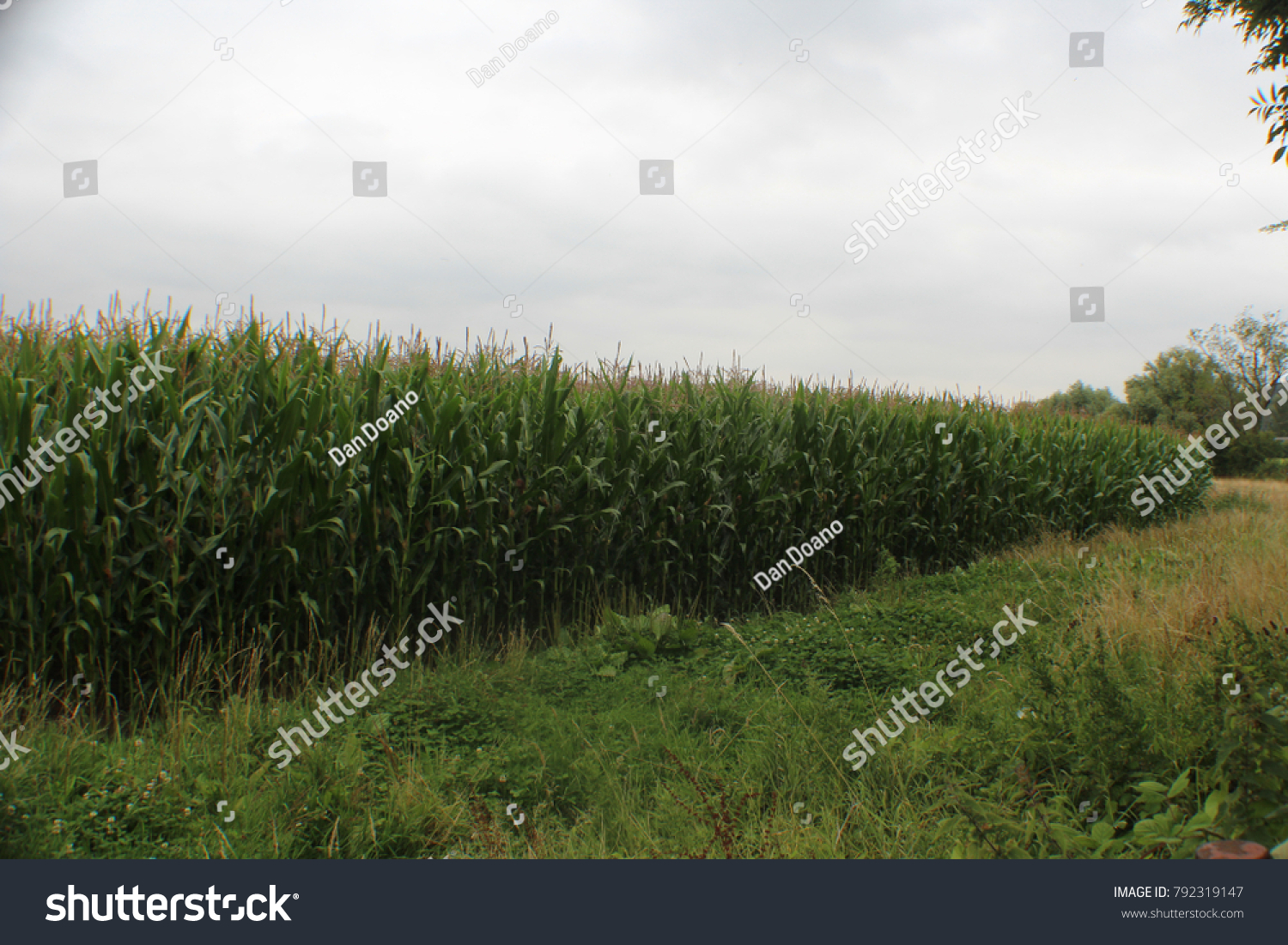 On the corn field in the UK appeared obscene message to Donald Trump On the corn field in the UK appeared obscene message to Donald Trump