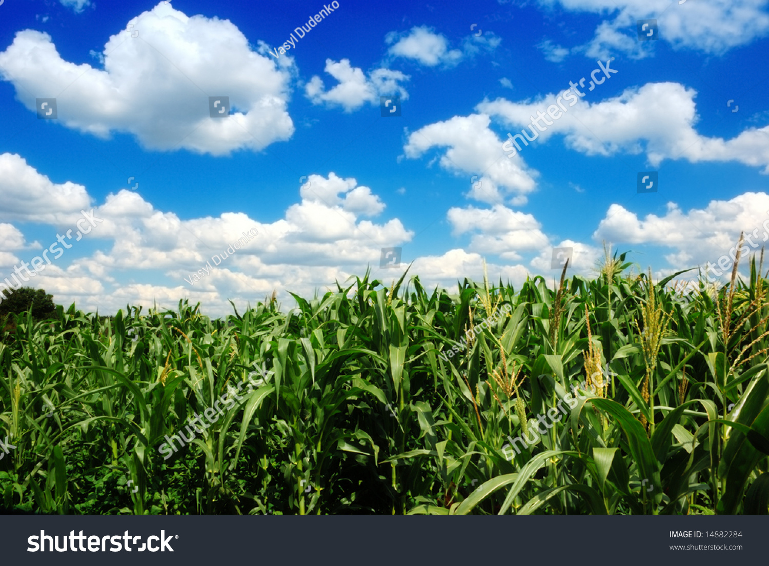 Corn Field Over Cloudy Blue Sky Stock Photo 14882284 : Shutterstock