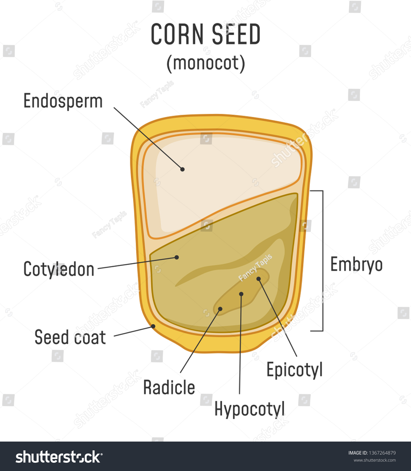 Corn Seed Structure Anatomy Grain Monocot Stock Illustration 1367264879