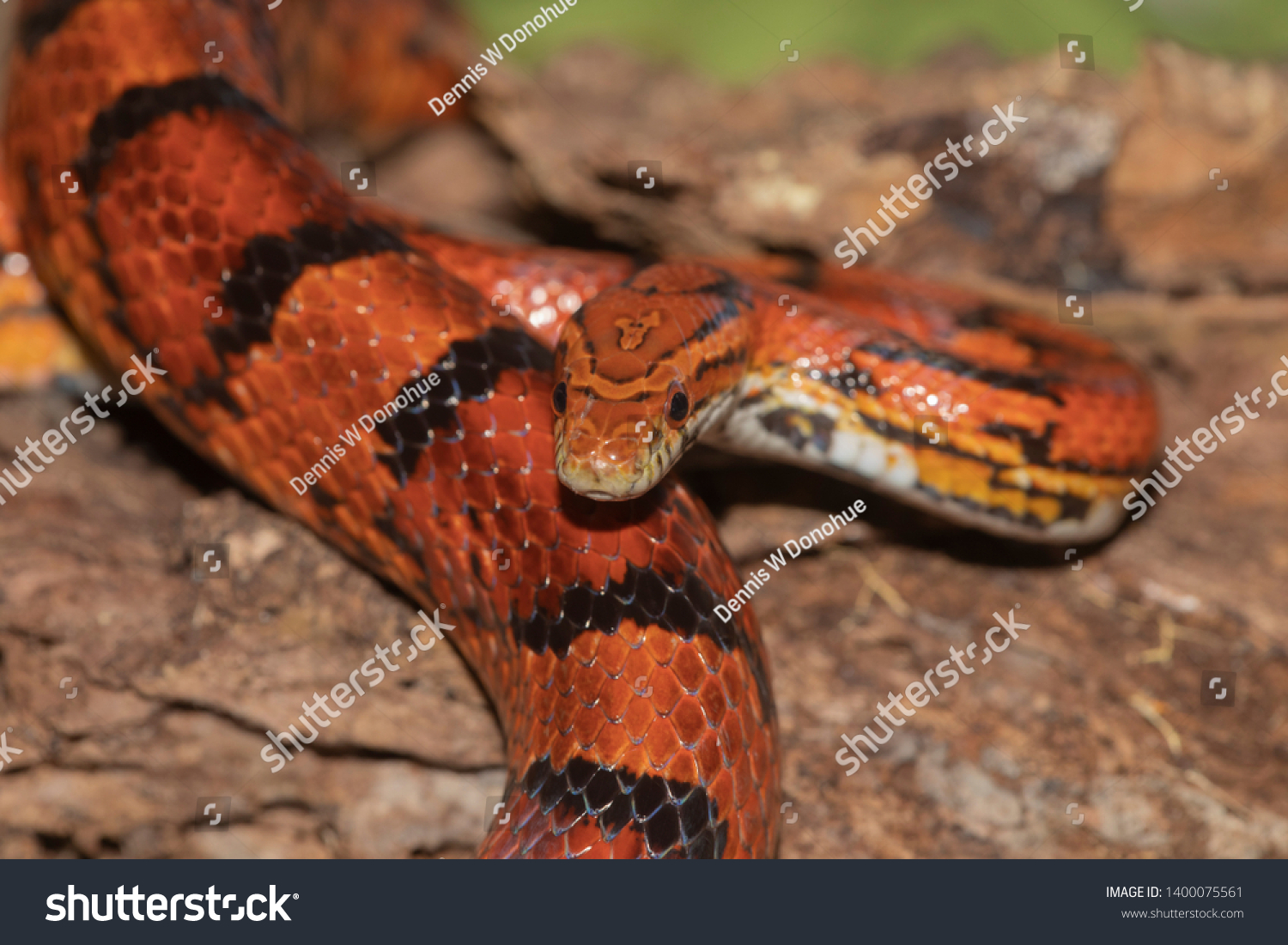 Corn Snake On Outer Banks North Stock Photo (Edit Now) 1400075561