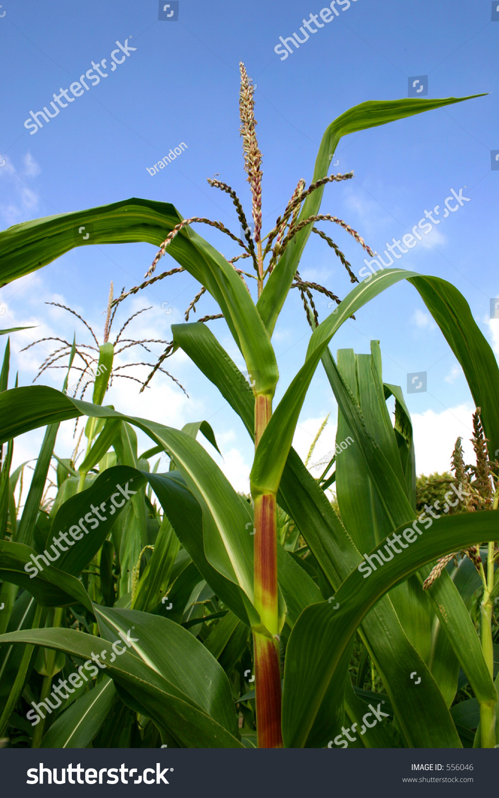 Corn Stalk Stock Photo 556046 - Shutterstock