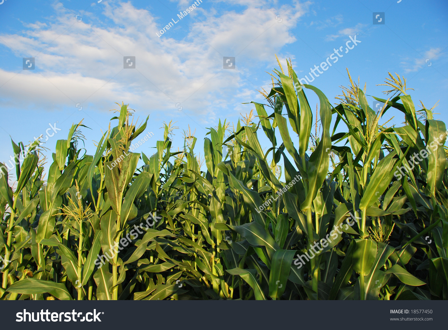 Corn Stalks Blowing In The Wind With Blue Sky And Clouds Stock Photo ...