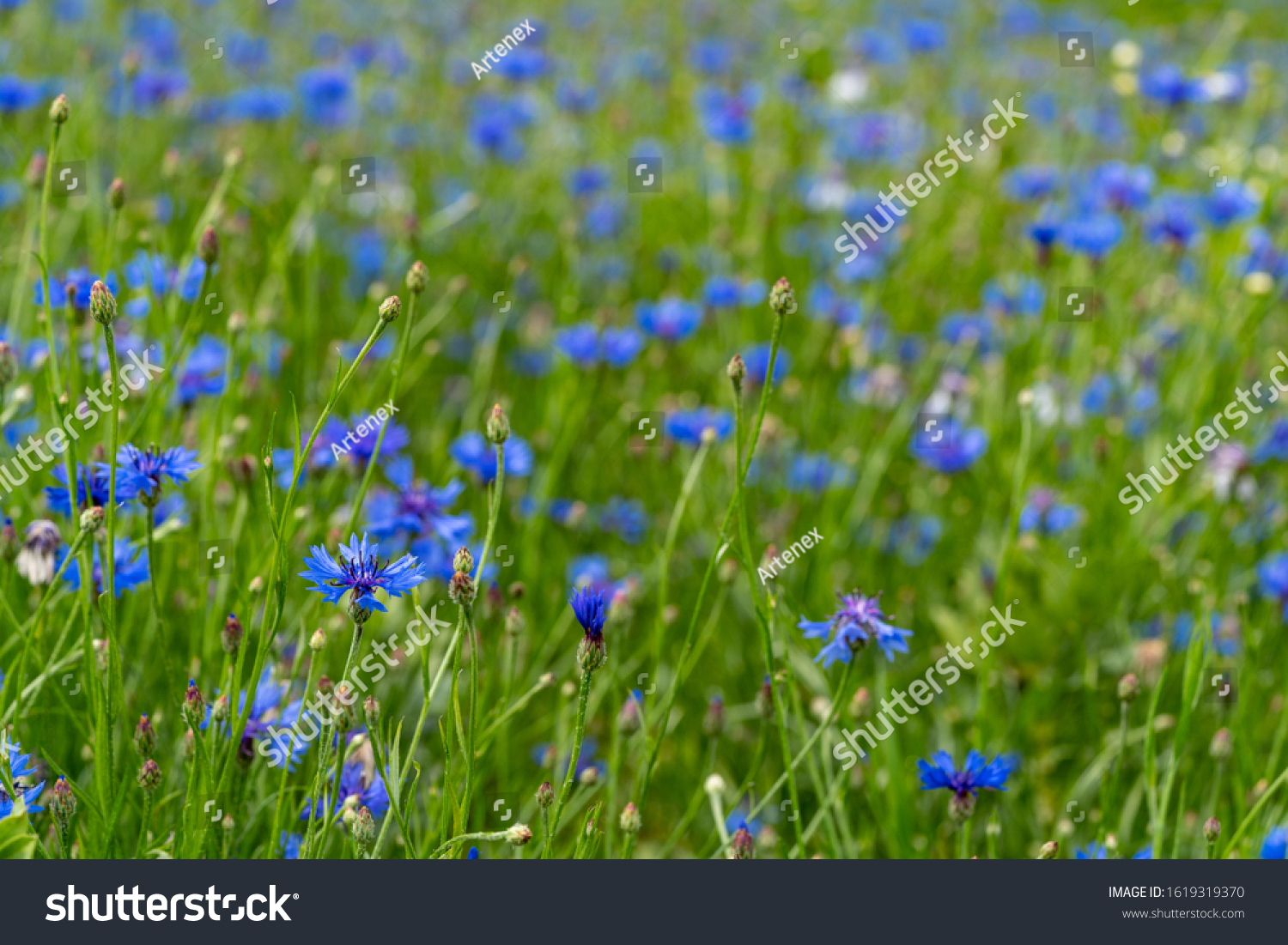 8,777 Bluebottle flowers Images, Stock Photos & Vectors | Shutterstock