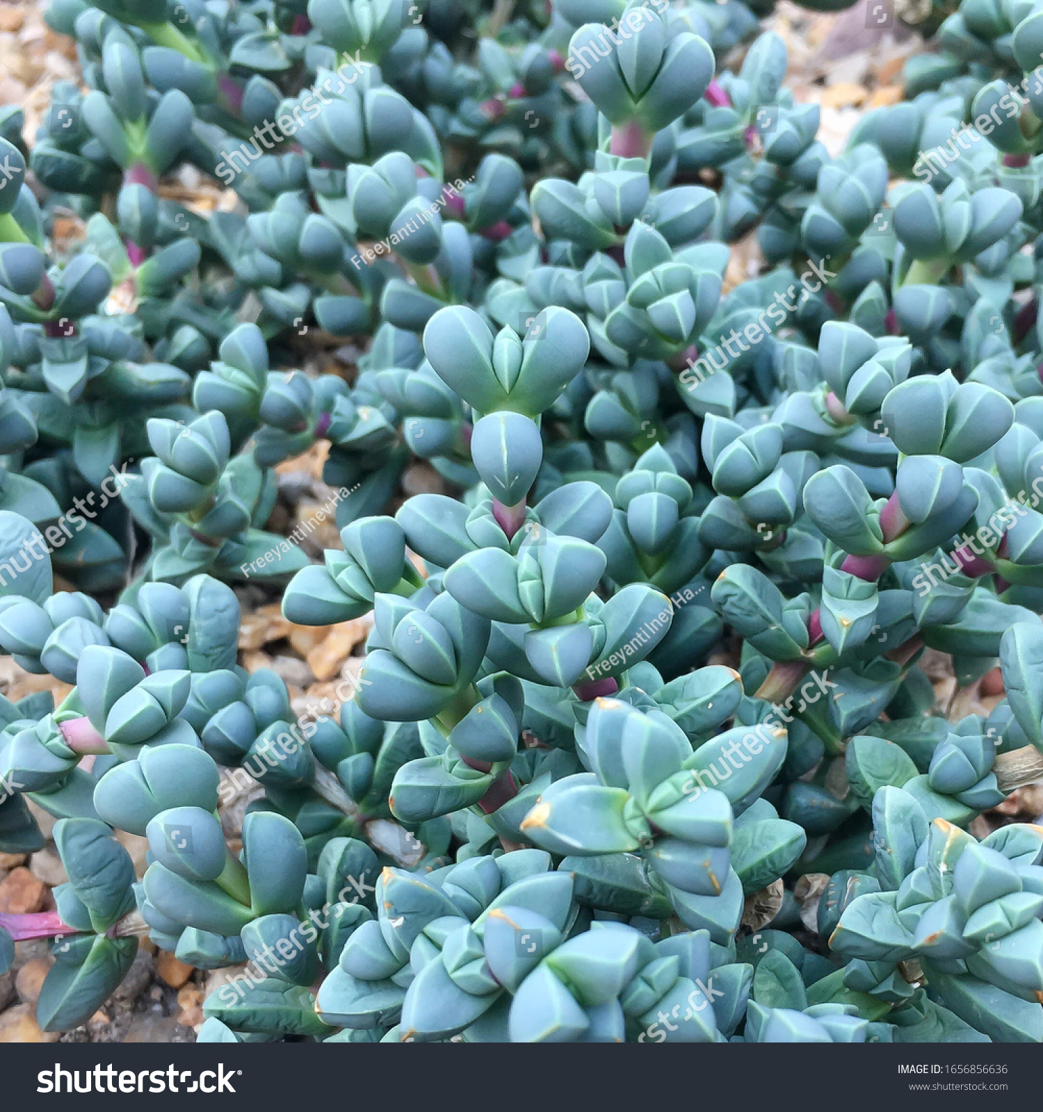 Corpuscularia Lehmannii Ice Plant Succulent Plant Stock Photo Edit Now