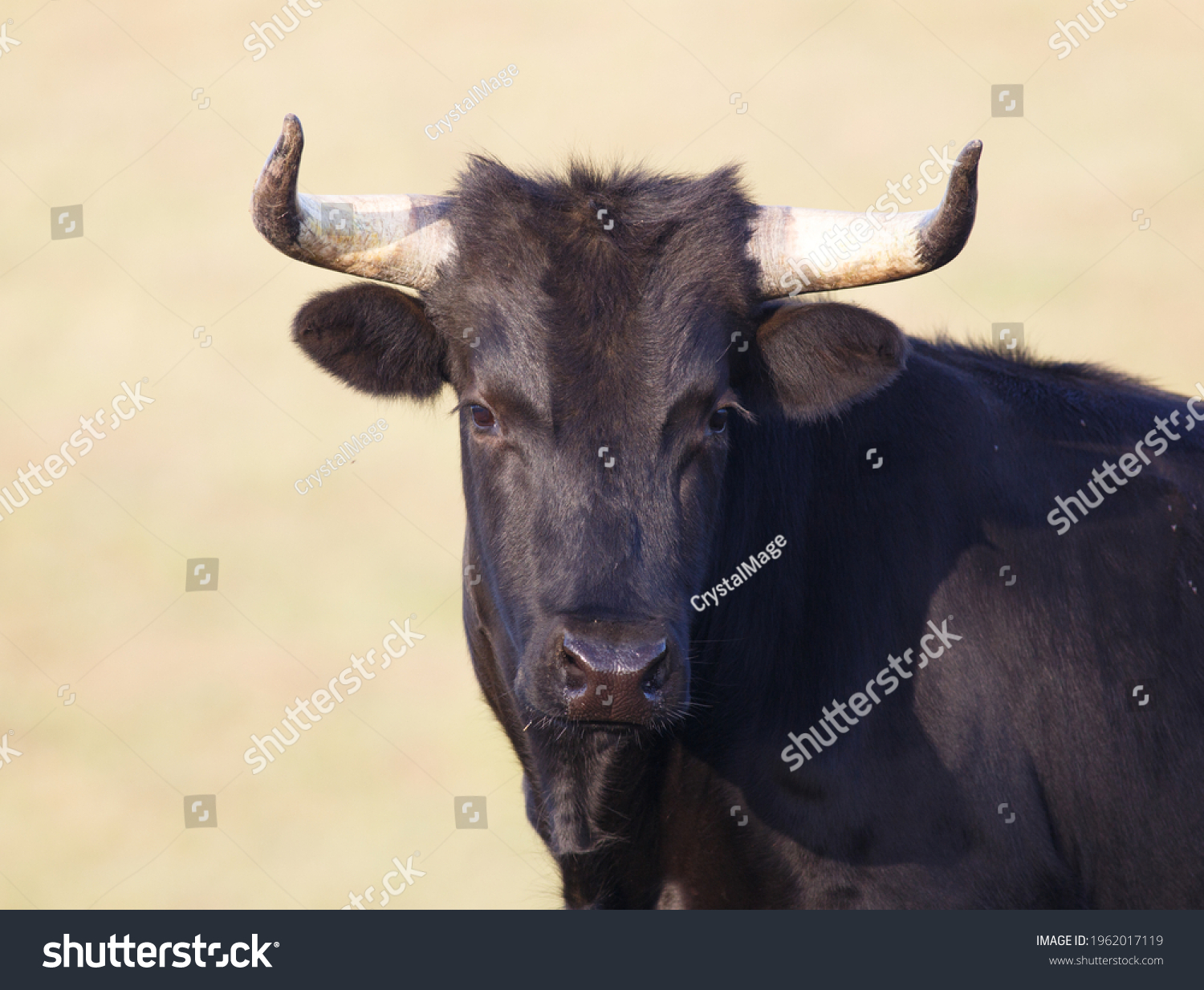 Corriente Bull Closeup Looking Camera Stock Photo 1962017119 | Shutterstock