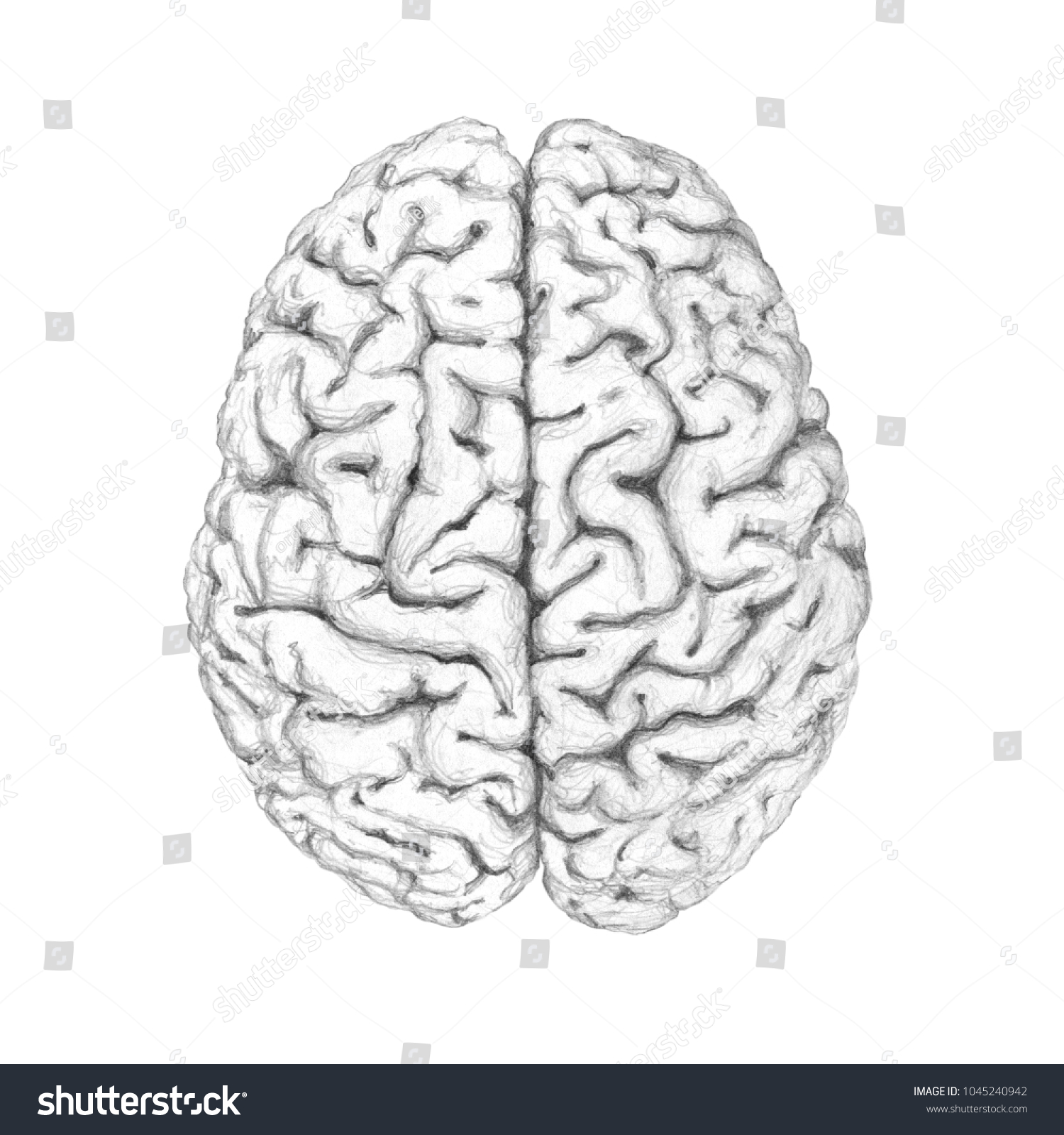 Cortex Cerebral Hemispheres Human Brain Pencil Stock Illustration