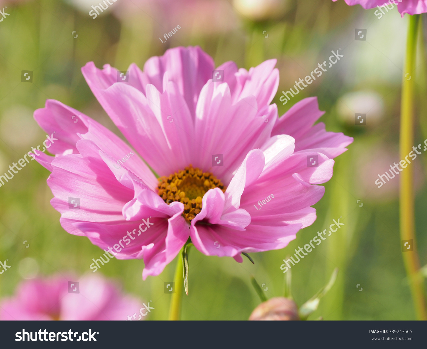 Cosmos Double Click Rose Bon Bon Stock Photo Edit Now