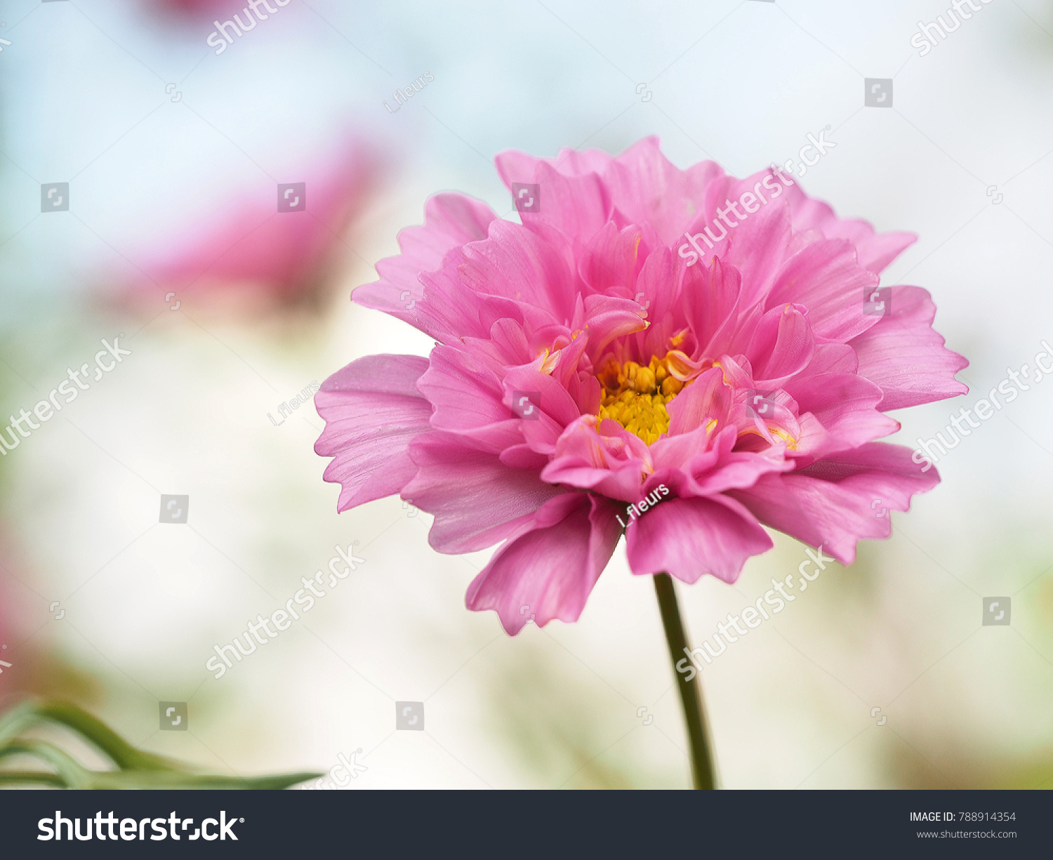 Cosmos Double Click Rose Bon Bon Stock Photo Edit Now