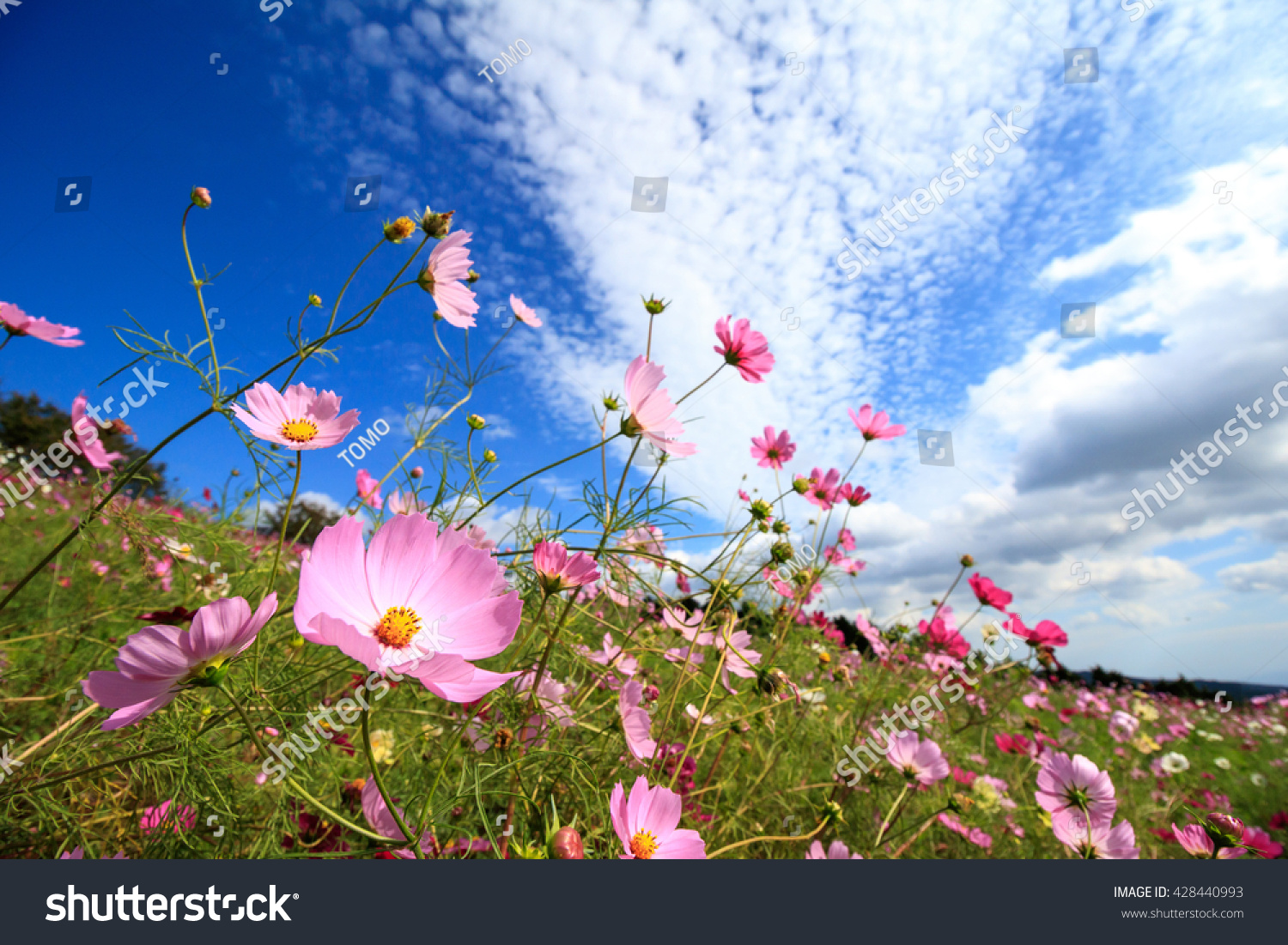 Pistil Cosmos, The - Wandering In The Dark Pistil Cosmos, The - Wandering In The Dark