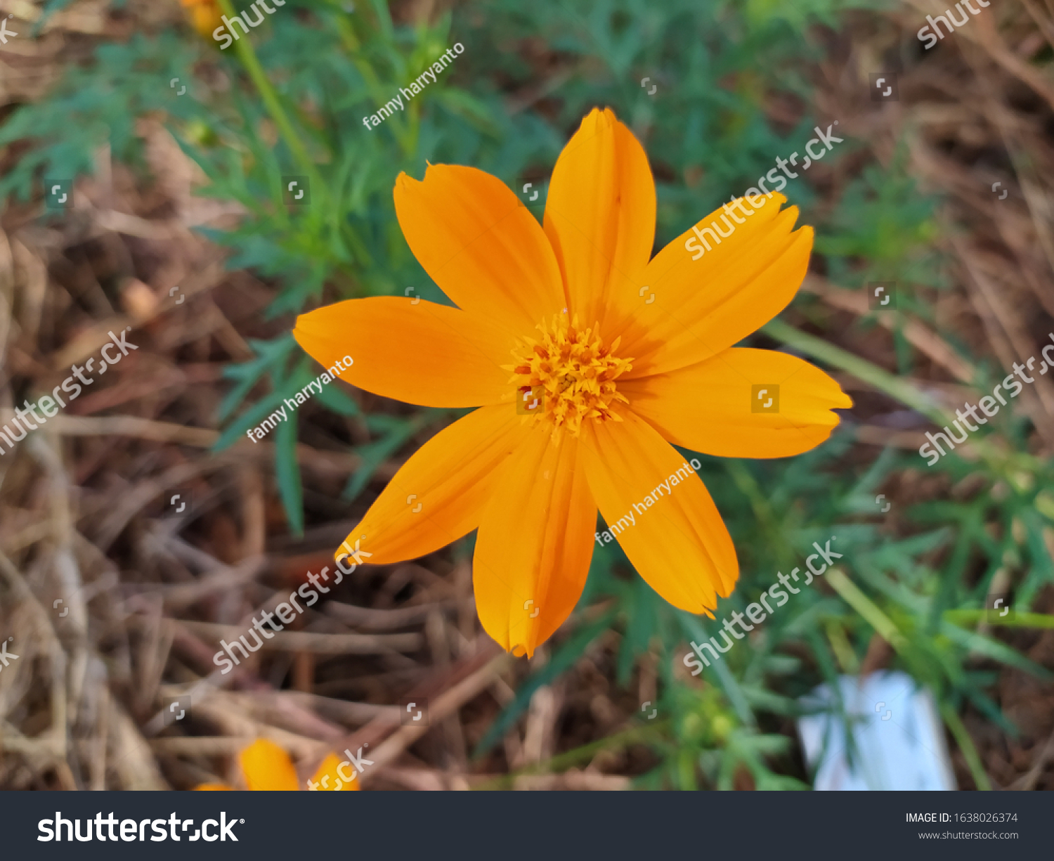 Cosmos Tropical Plant Mexico Known Yellow Stock Photo Edit Now