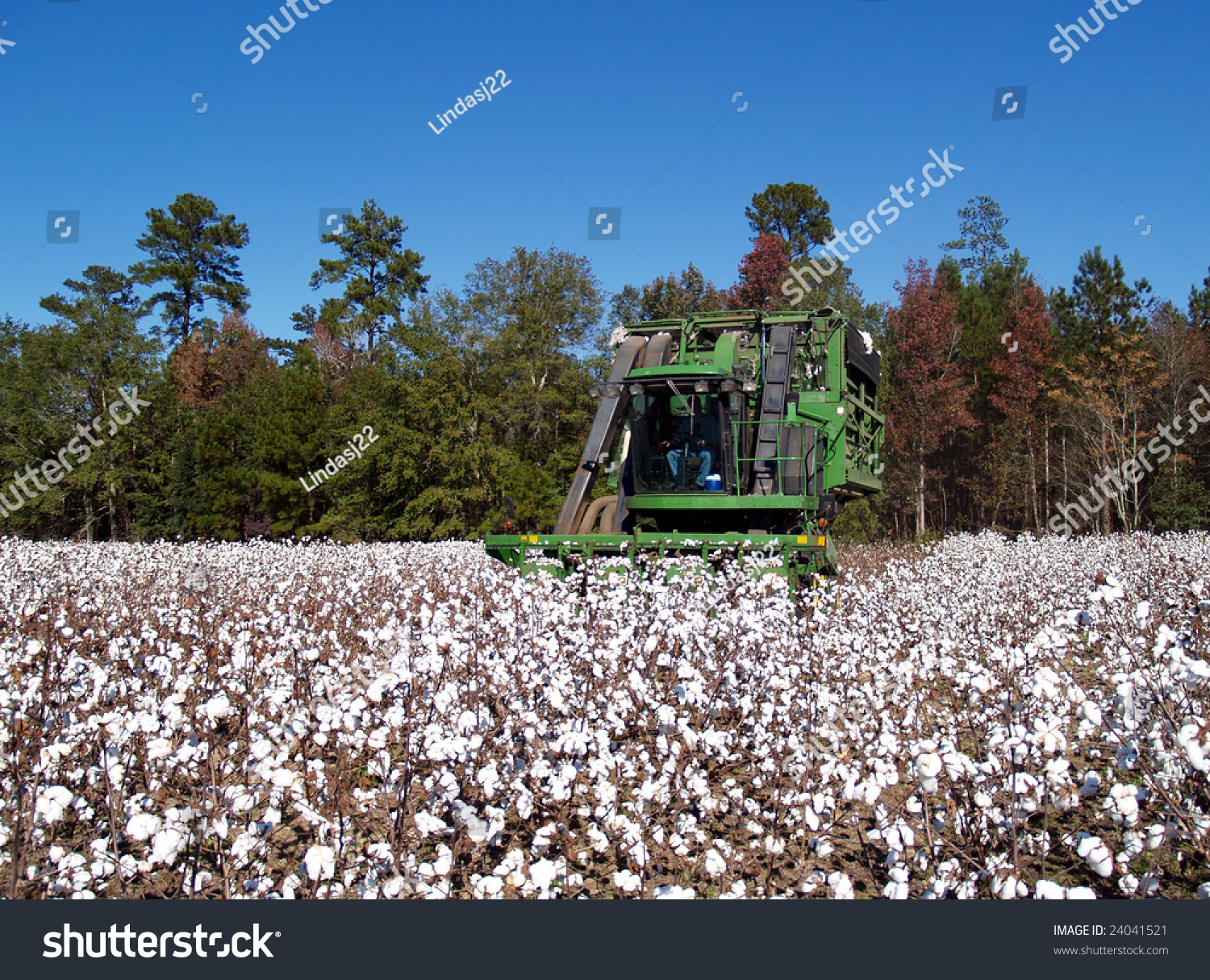 Cotton Picking Stock Photo 24041521 - Shutterstock