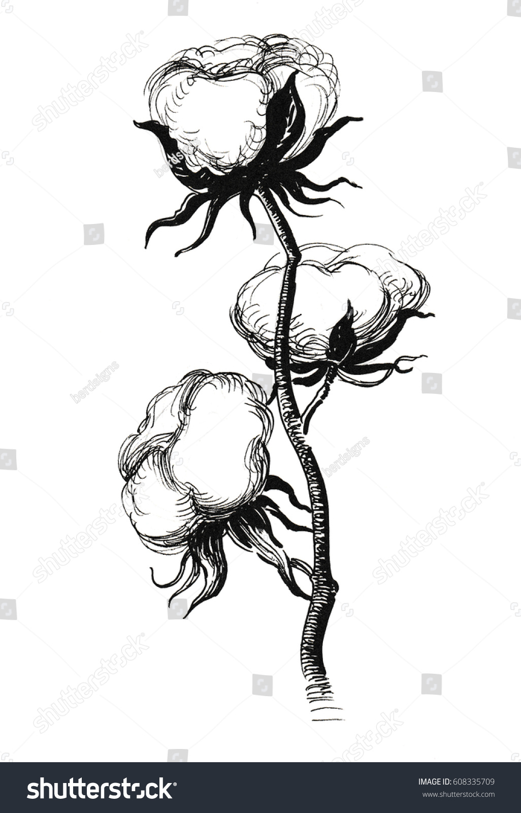 Cotton Plant Sketch Stock Illustration 608335709