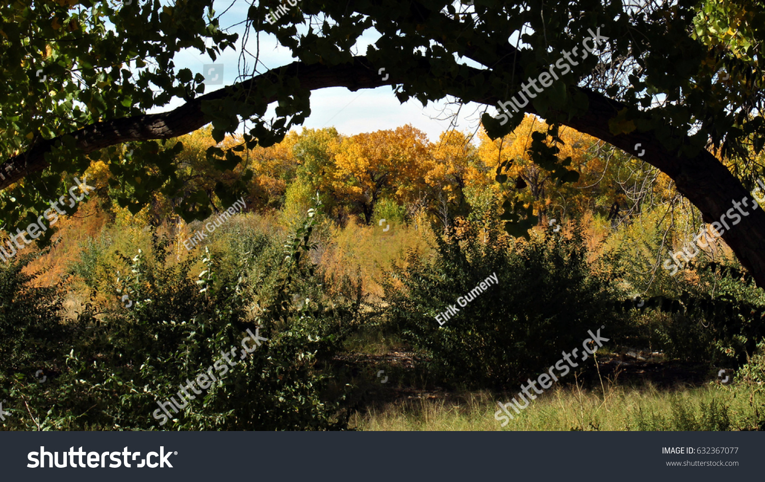 Cottonwood Grove Underneath Shadow Tree Branch Stock Photo Edit Now