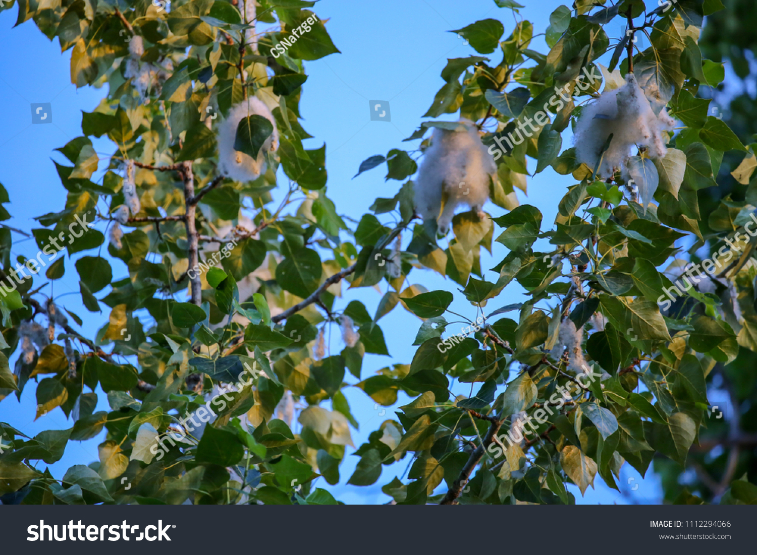 1 Allegery Images, Stock Photos & Vectors | Shutterstock