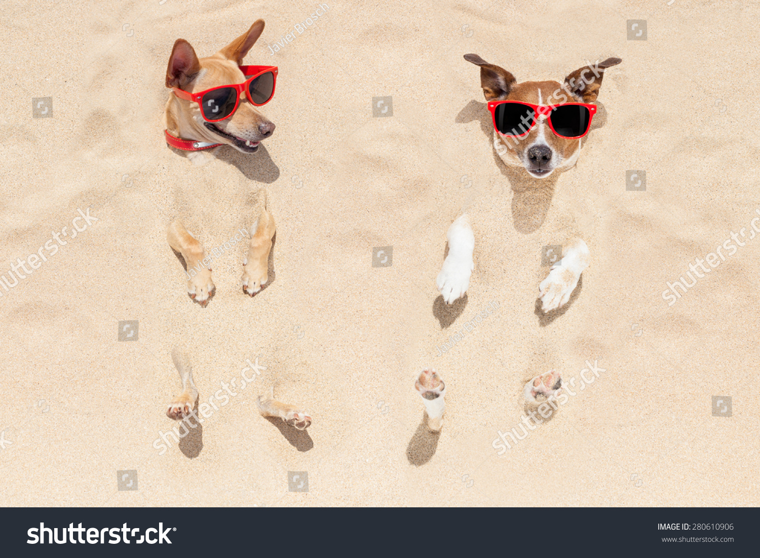 Couple Two Dogs Buried Sand Beach Stock 
