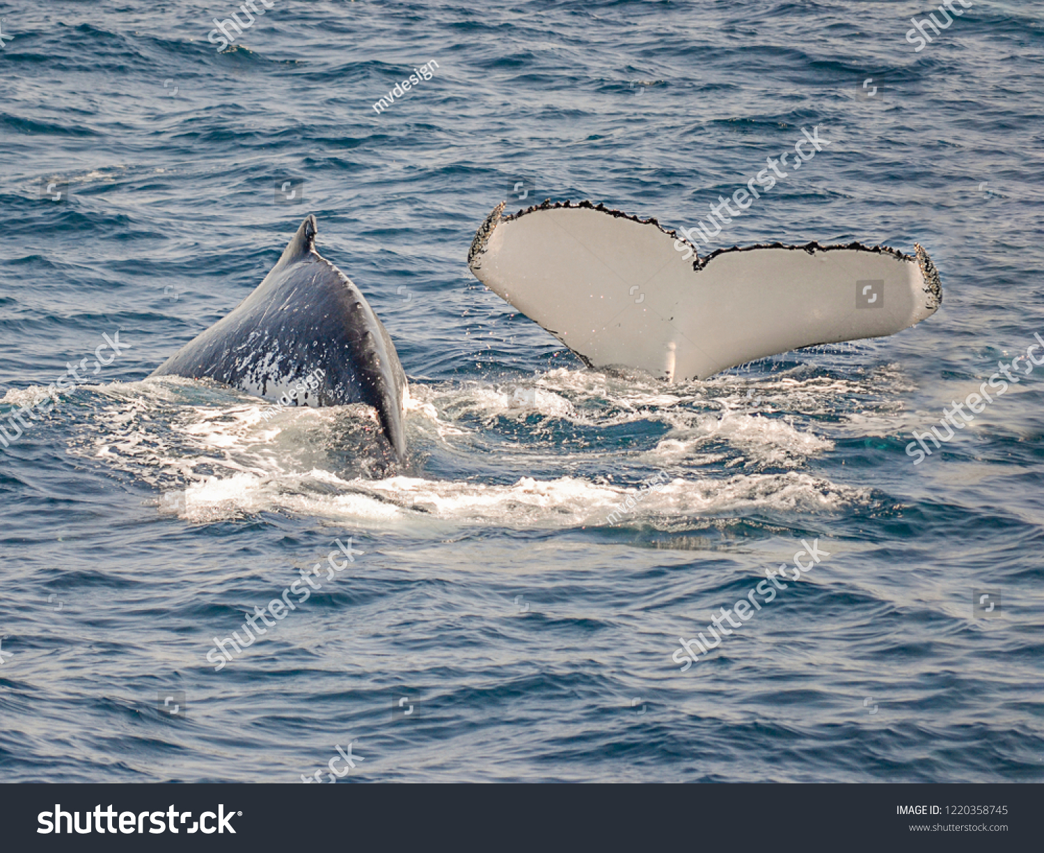 Couple Whales Swimming Off Shore Sydney Stock Photo Edit Now