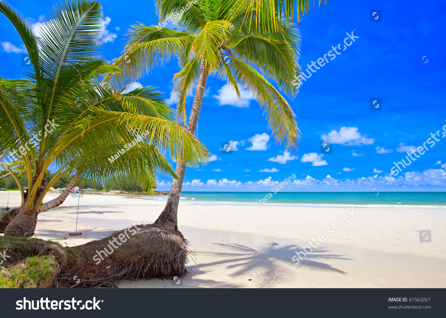 Couple Palm Tree On The Summer Beach Near Sea Water. White Sand ...