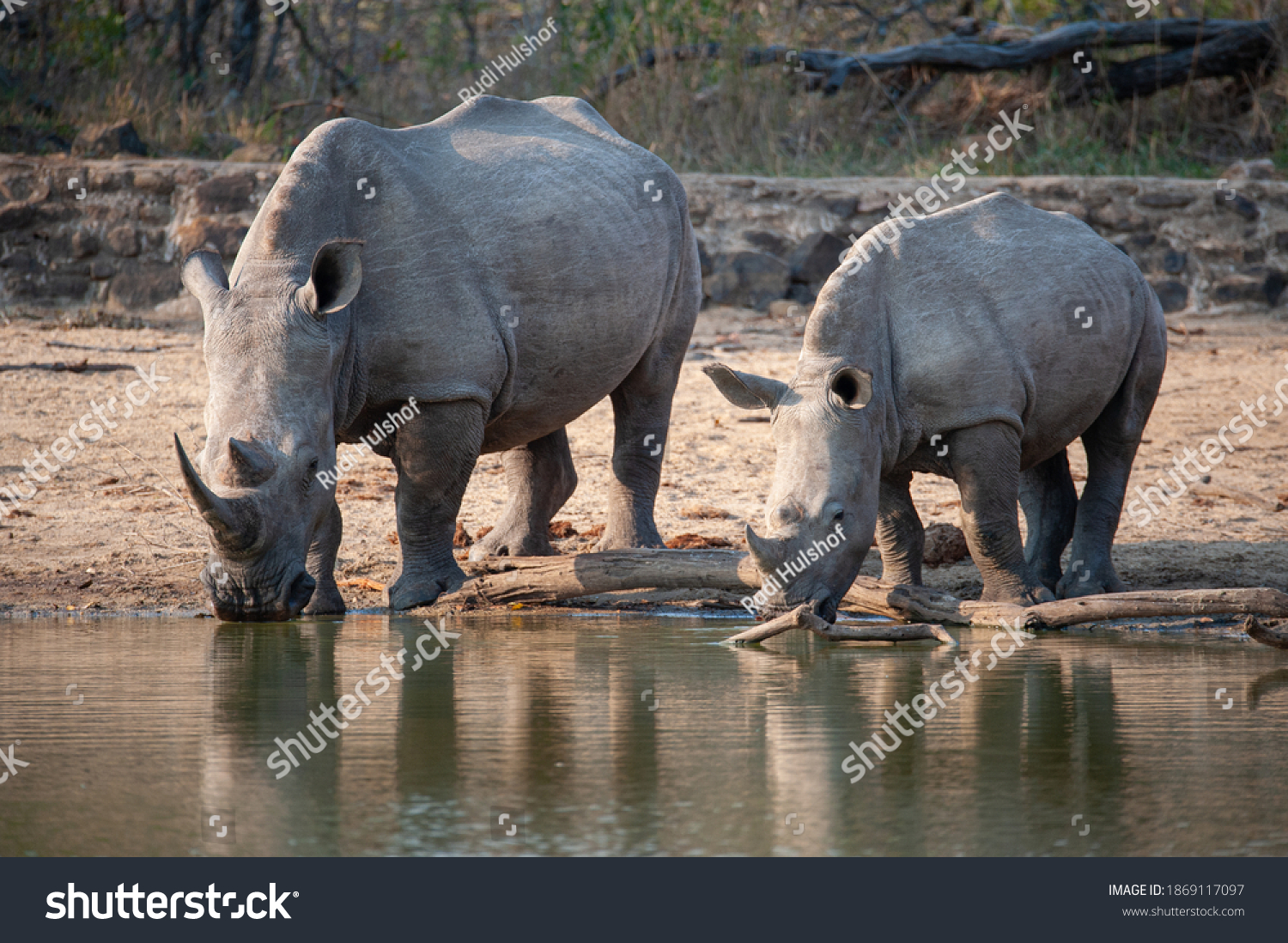 Cow Calf White Rhino Seen On Stock Photo 1869117097 | Shutterstock