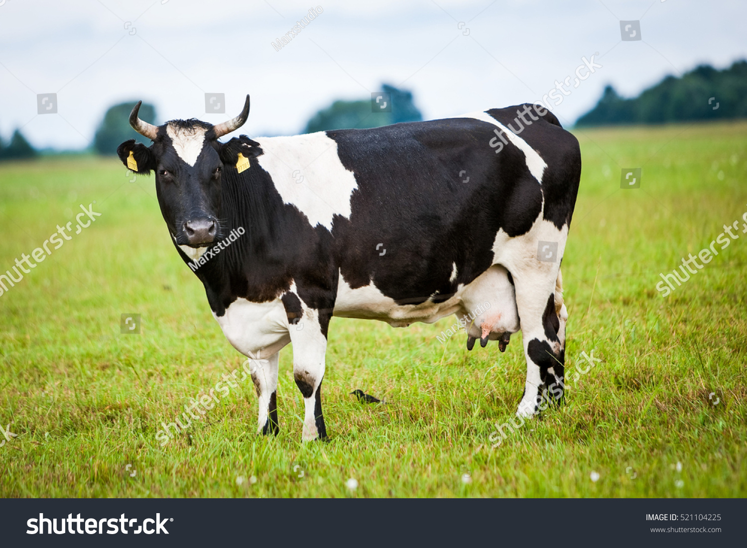 Cow For Milk Production , On The Field, Stock Photo 521104225 ...