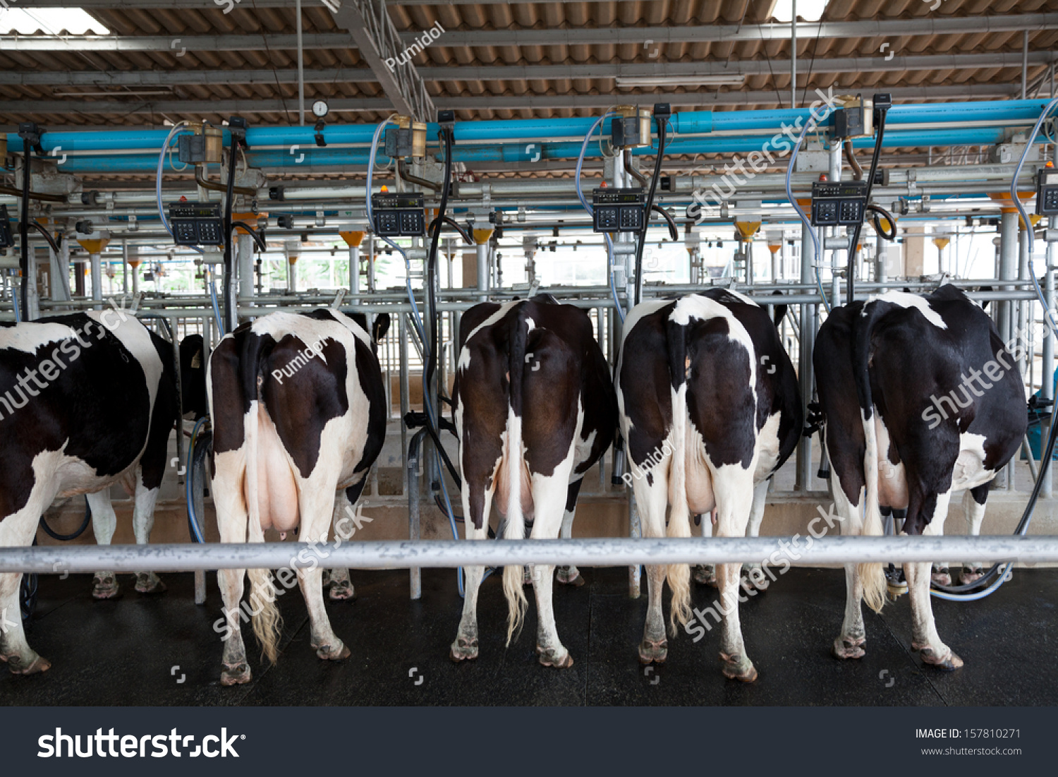 Cow Milking Facility Stock Photo 157810271 : Shutterstock