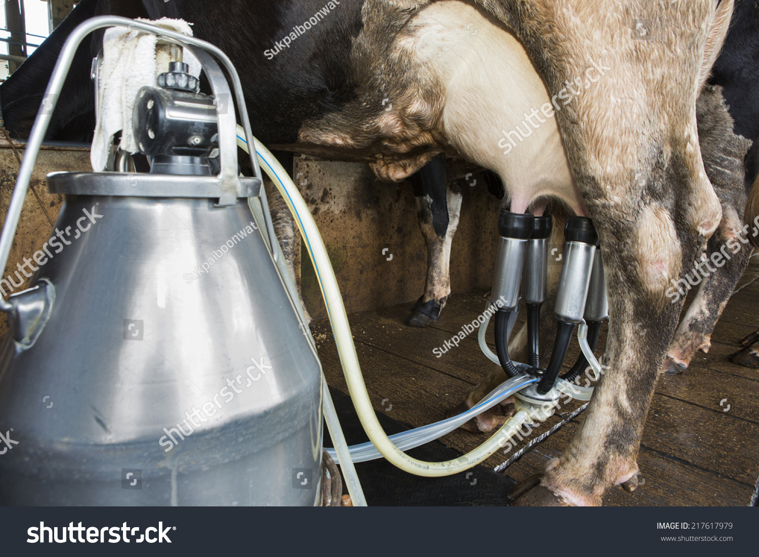 Cow Milking Facility Mechanized Milking Equipment Stock Photo 217617979 ...