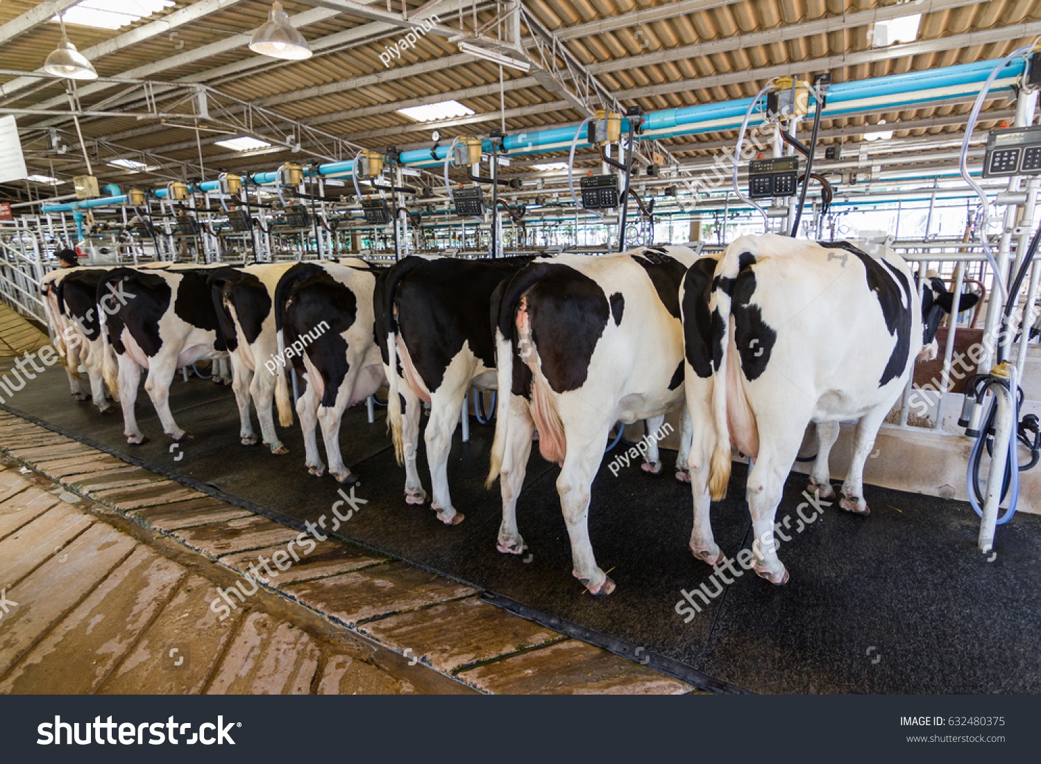 Cow Milking Facility Milking Cow Milking Stock Photo 632480375 ...