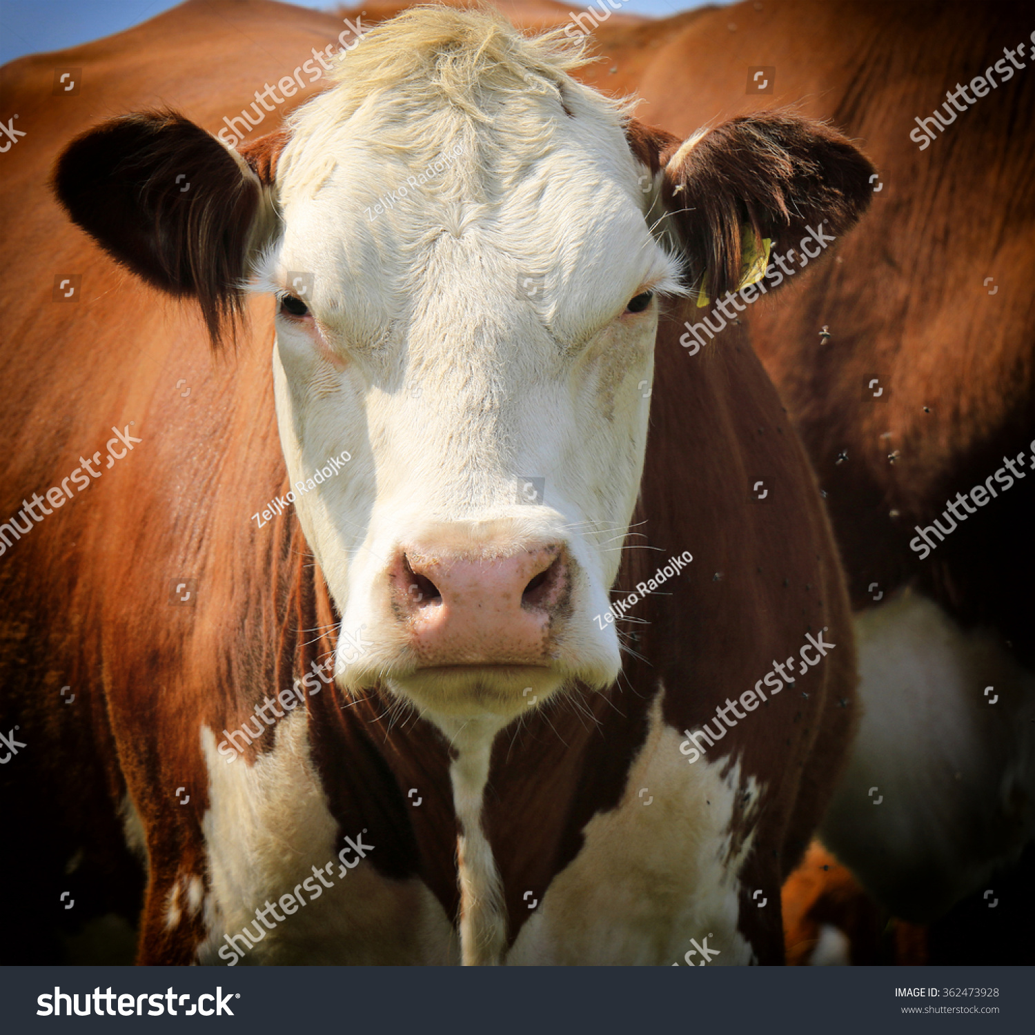 Cow Portrait Stock Photo 362473928 : Shutterstock