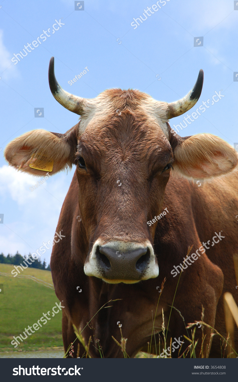 Cow Portrait Stock Photo 3654808 : Shutterstock