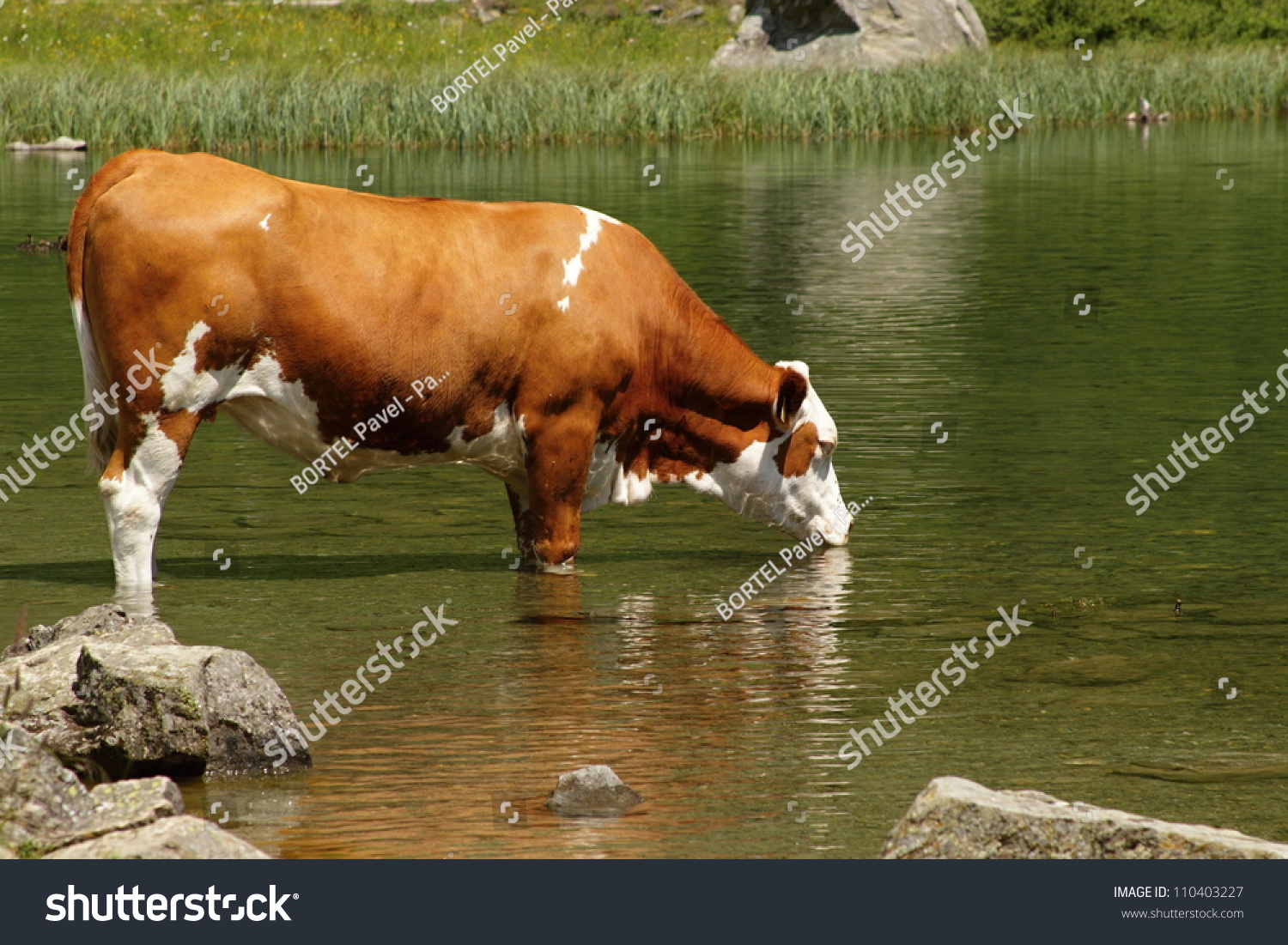 Cow Standing Lake Drinking Water Stock Photo 110403227 - Shutterstock