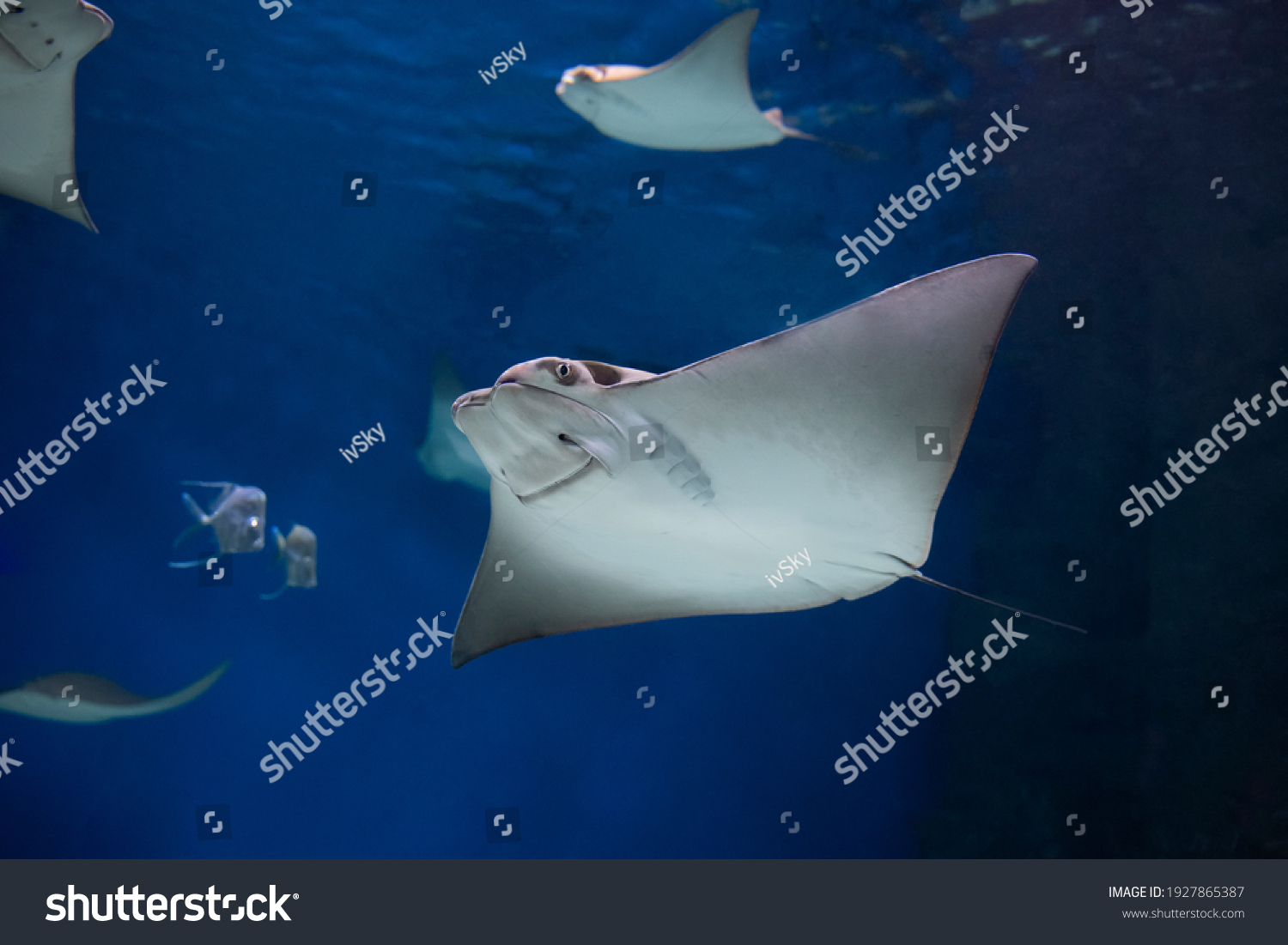 224 Cownose ray Images, Stock Photos & Vectors | Shutterstock