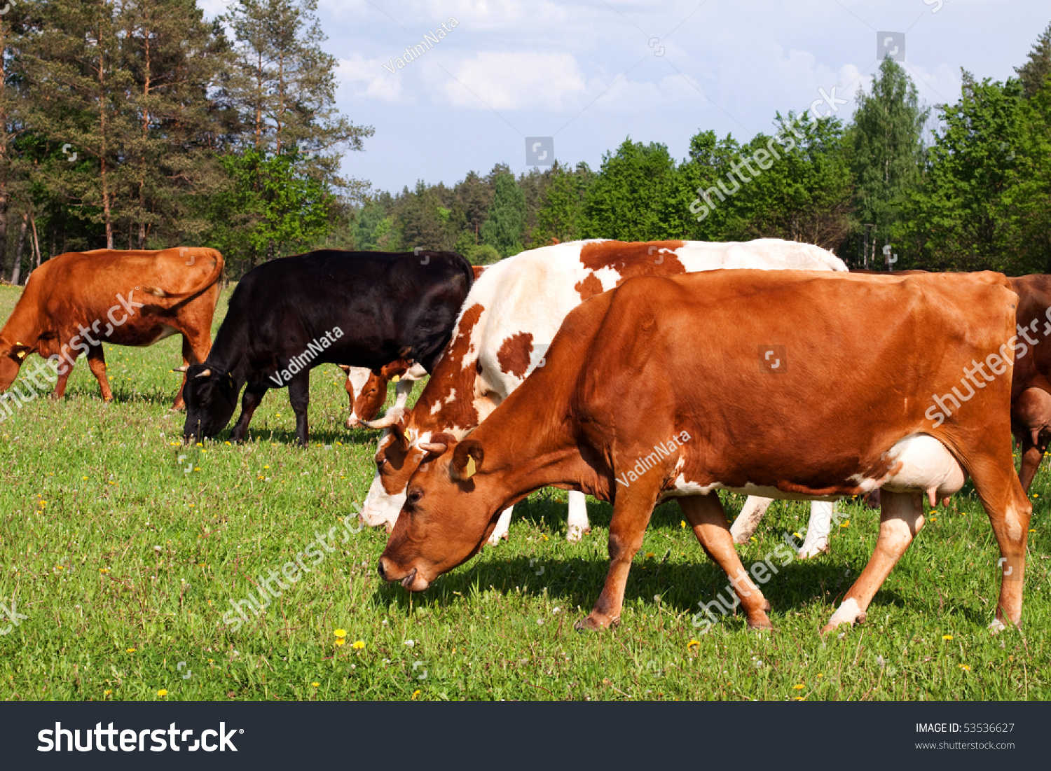 Cows In A Field, Cows Eat Grass; Stock Photo 53536627 : Shutterstock