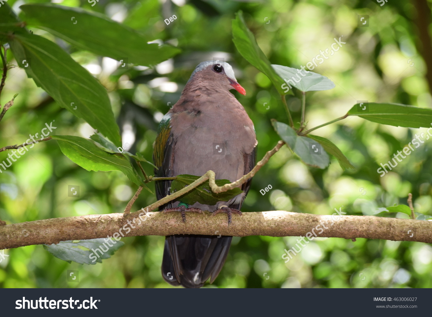 Coy Bird Perched On Branch Stock Photo Edit Now