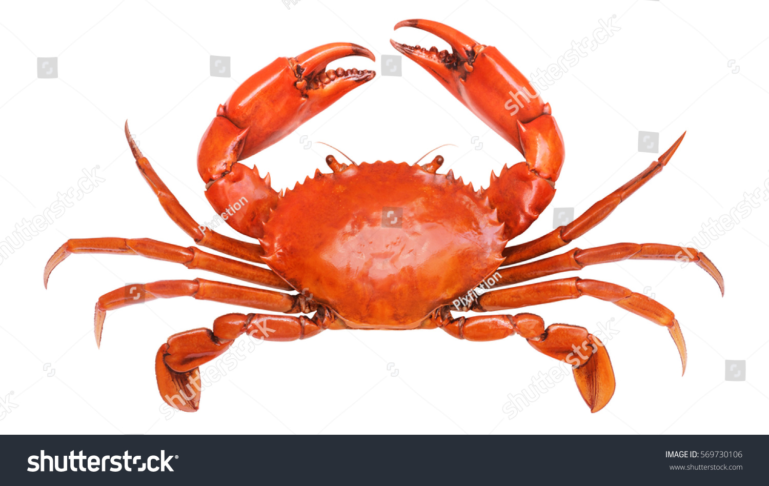 41,772 Orange crab Images, Stock Photos & Vectors | Shutterstock