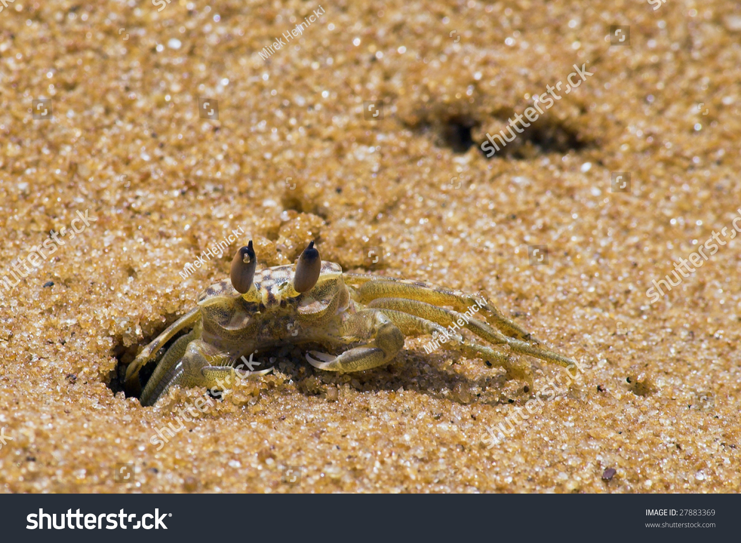 Crab At Sand - Beach At Sri Lanka Stock Photo 27883369 : Shutterstock