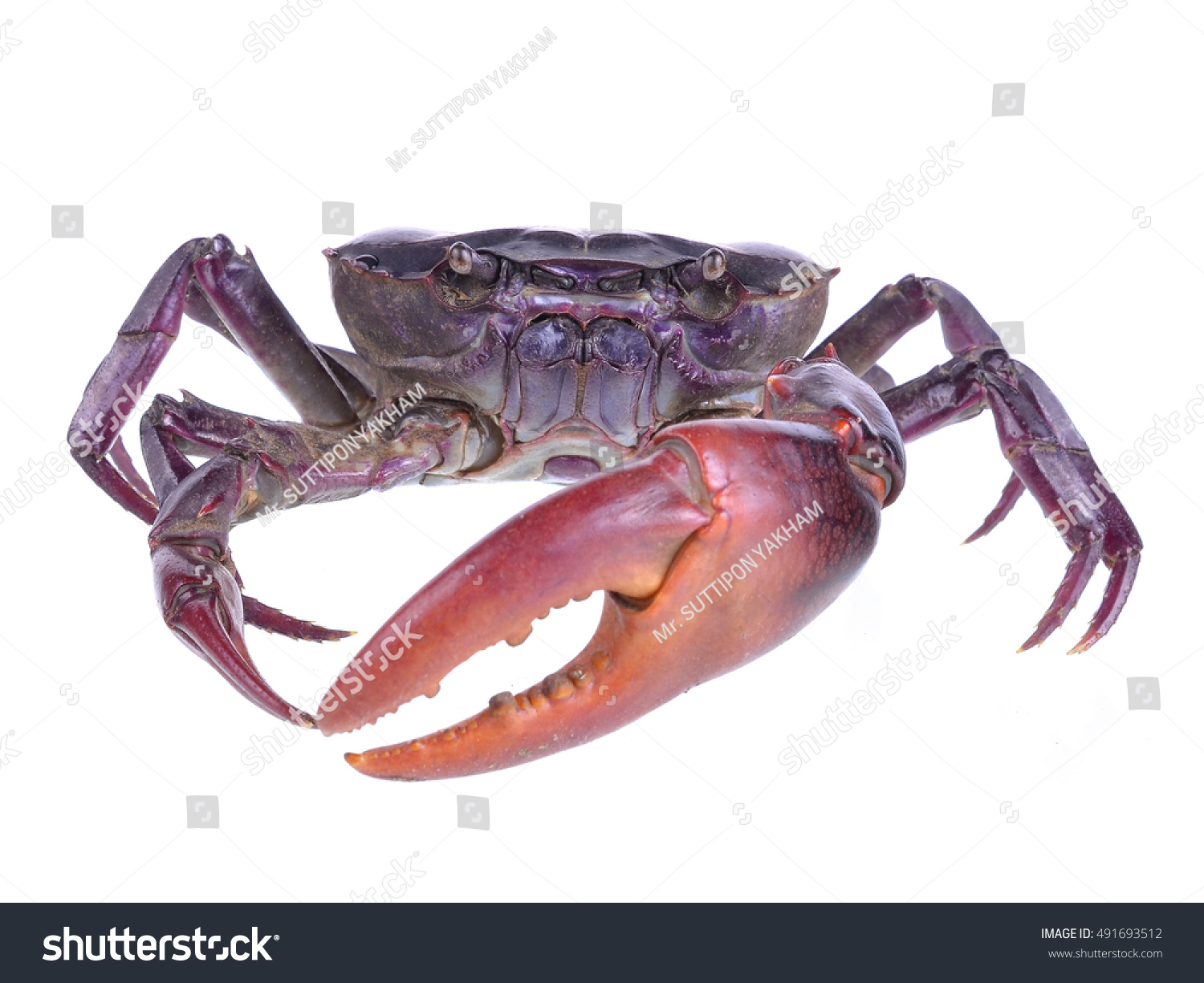 Crab (Field Crab) Isolated On White Background Stock Photo 491693512 ...