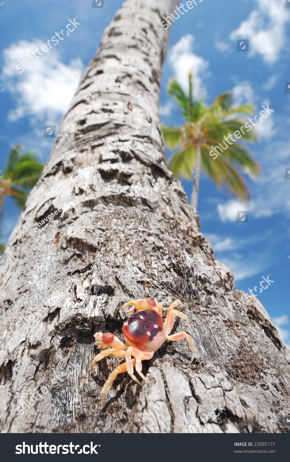 Crab On Palm On Beautiful Caribbean Beach In Dominican Republic Stock ...