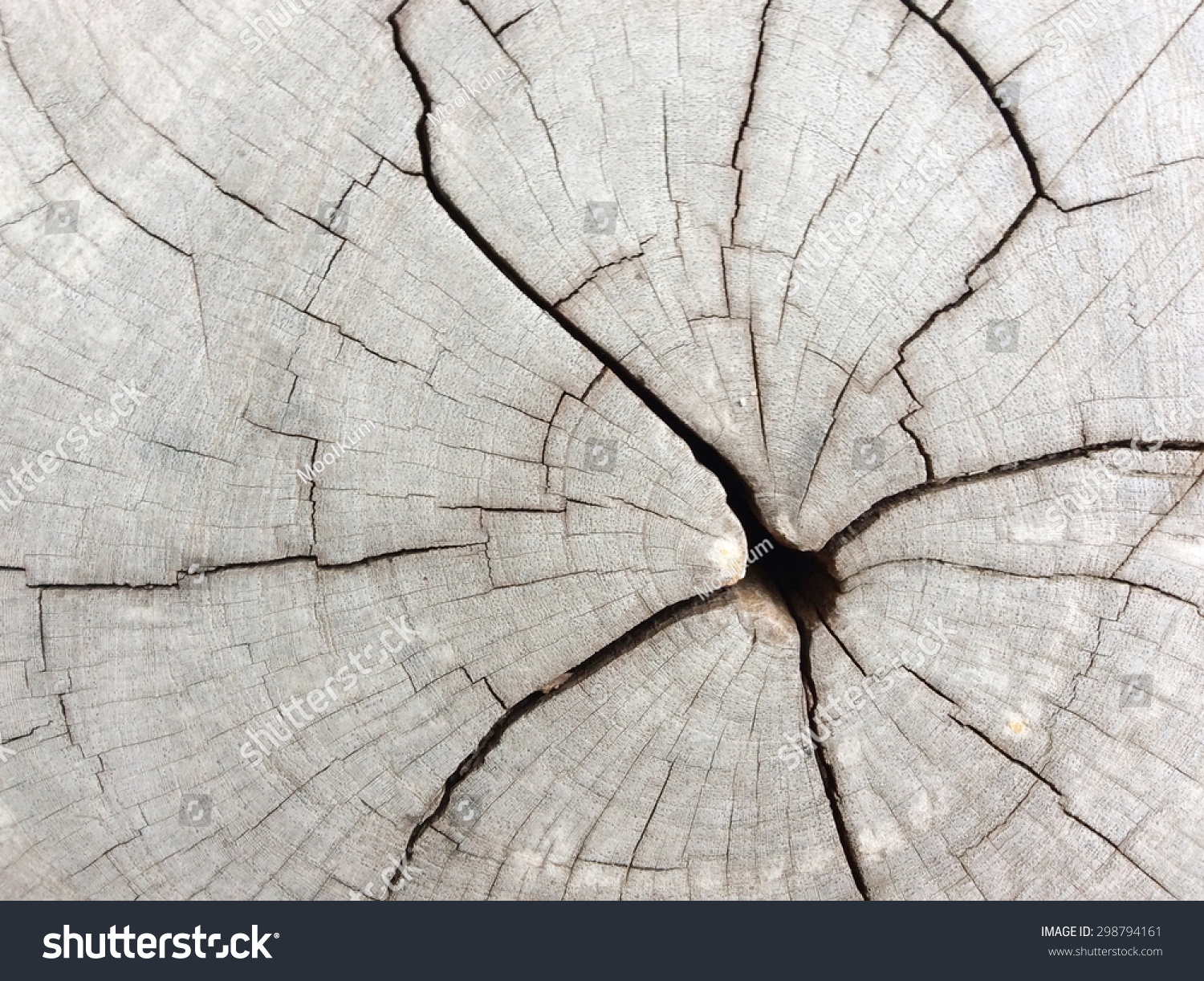 Cracked Cut Tree Top View Stock Photo 298794161 | Shutterstock