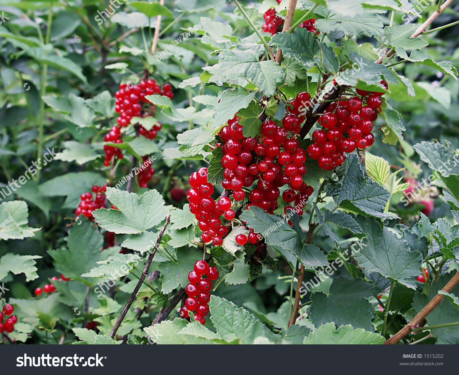 Cranberry Bush 2 Stock Photo 1515202 : Shutterstock