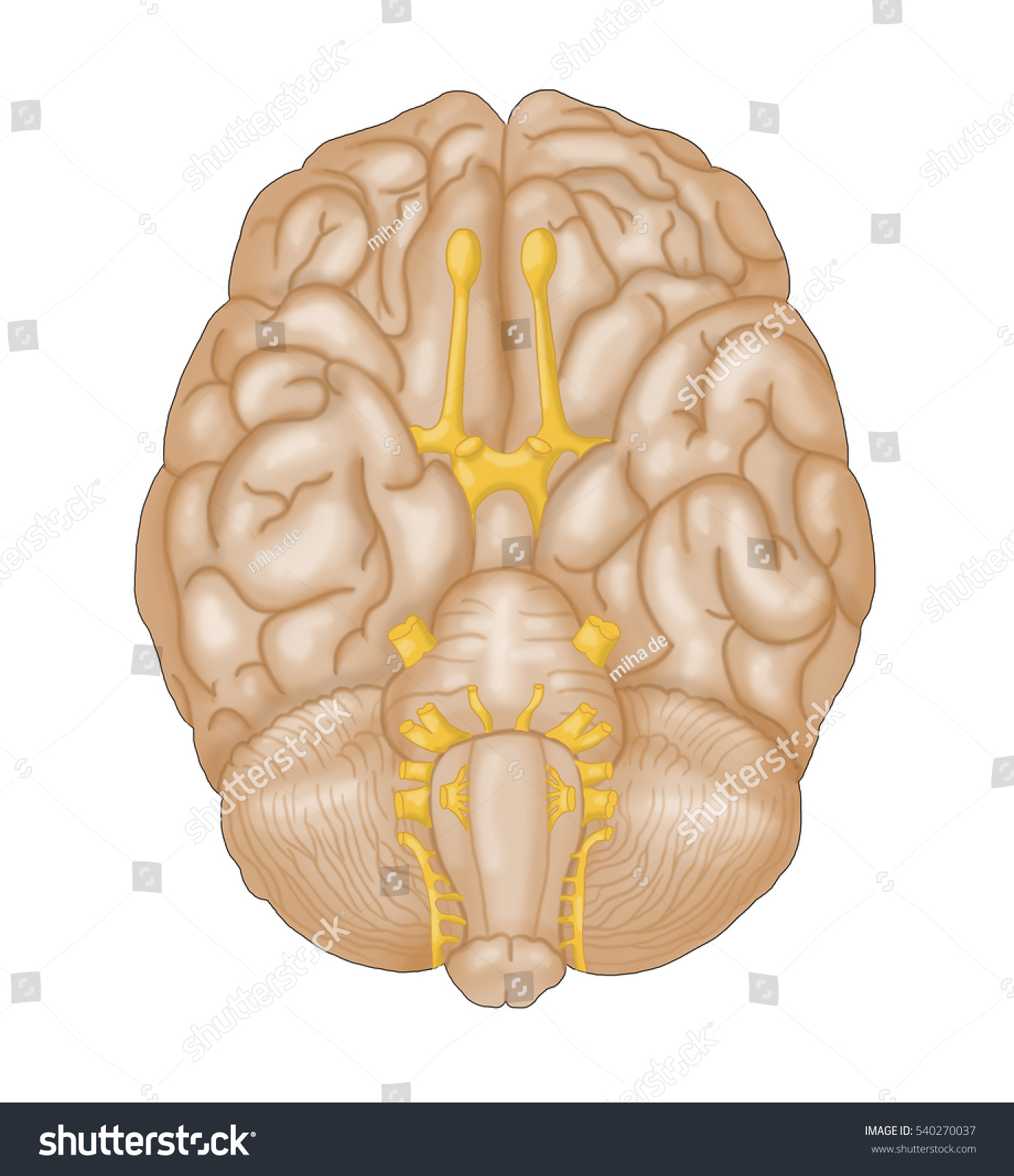 Cranial Nerves Stock Illustration 540270037 1986