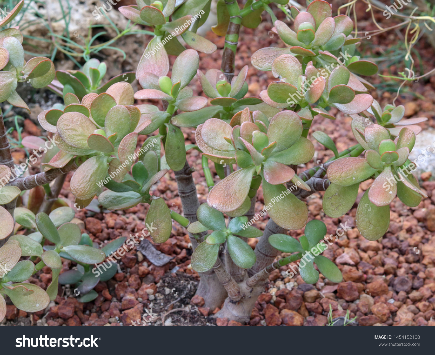 Crassula Ovata Succulent Plant Small Pink Stock Photo Edit Now 1454152100