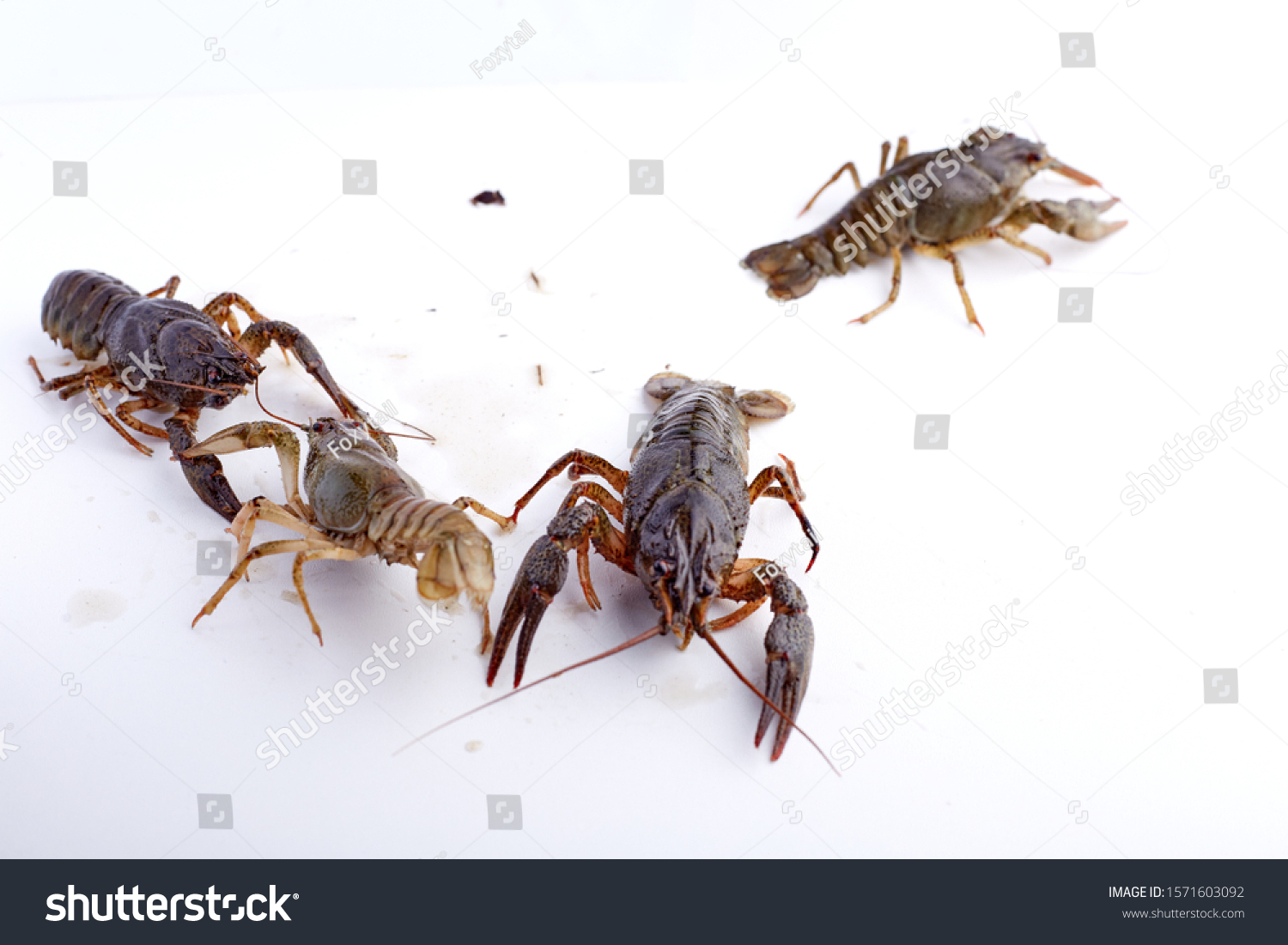 Crayfish Crawfish Isolated On White Background Stock Photo 1571603092 Shutterstock Crayfish Crawfish Isolated On White Background Stock Photo 1571603092 Shutterstock