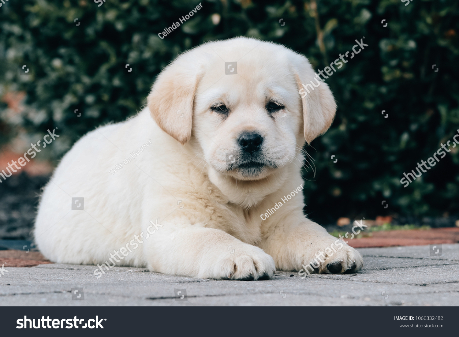 Cream Color English Labrador Retriever Puppy Stock Photo Edit Now 1066332482