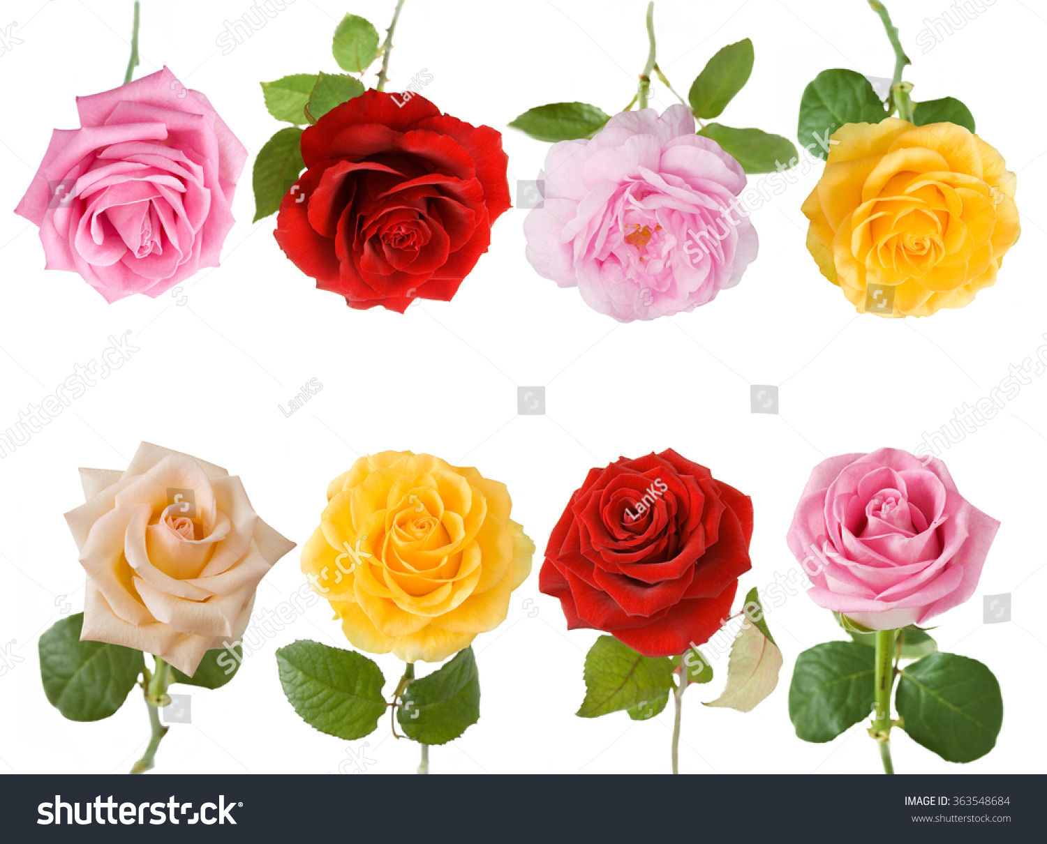 Cream, Red, Yellow And Pink Rose Flowers Set Isolated On White ...