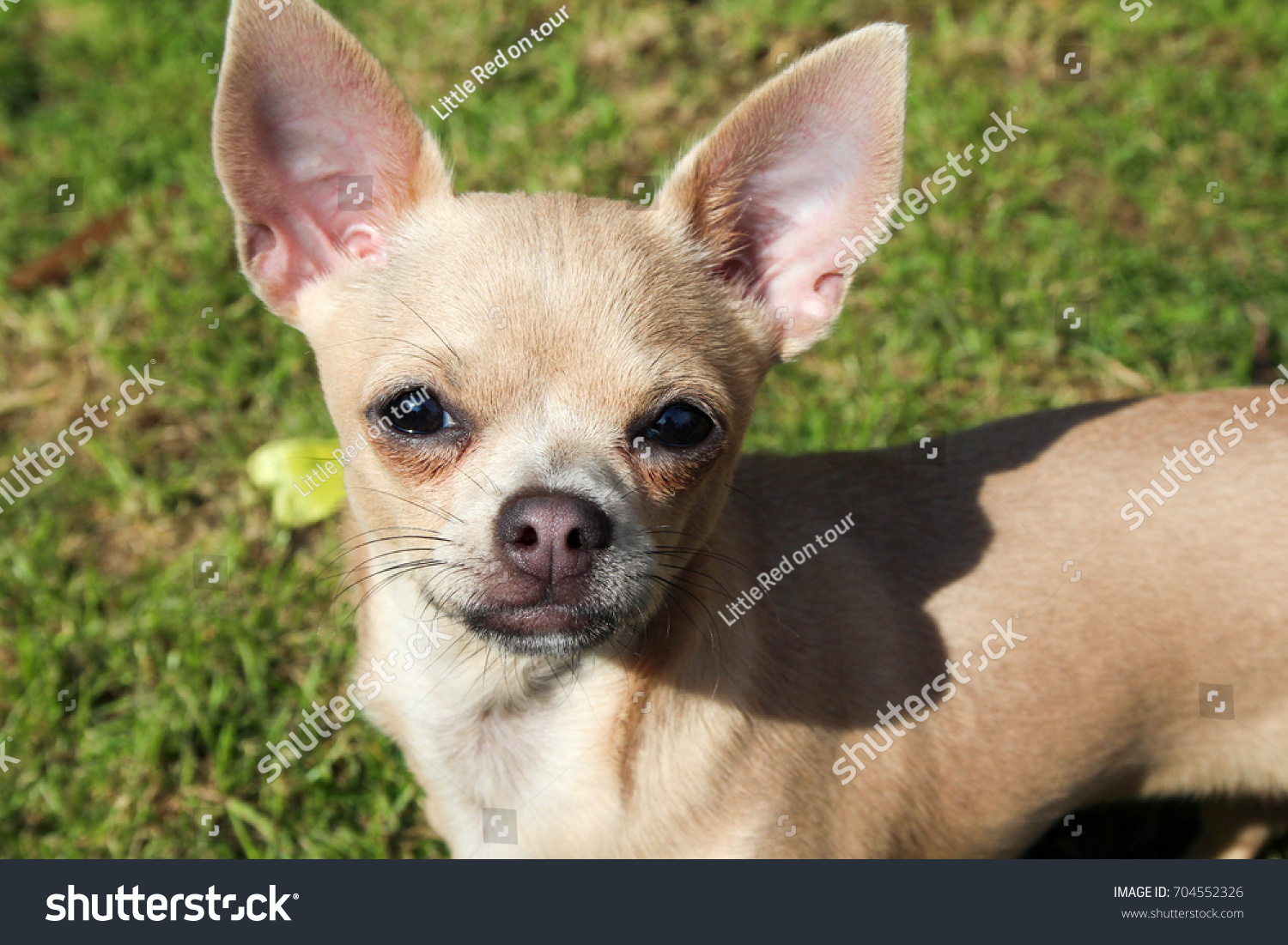 short haired chihuahua