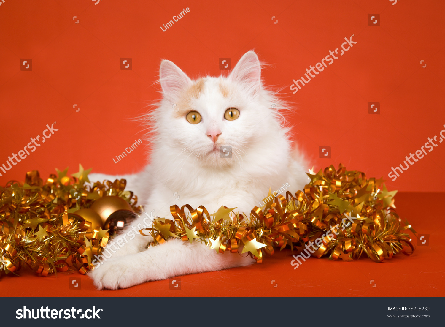 Cream Turkish Van Cat On Orange Stock Photo Edit Now 38225239