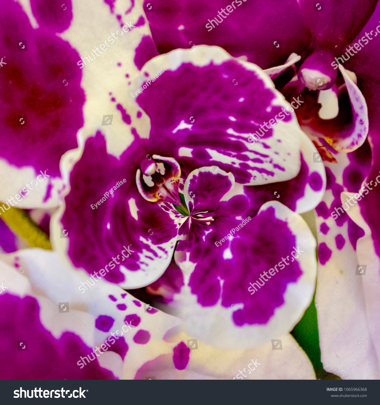 Creative Background Artwork Design Orchid Flowers Stock Photo Edit Now 1065966368