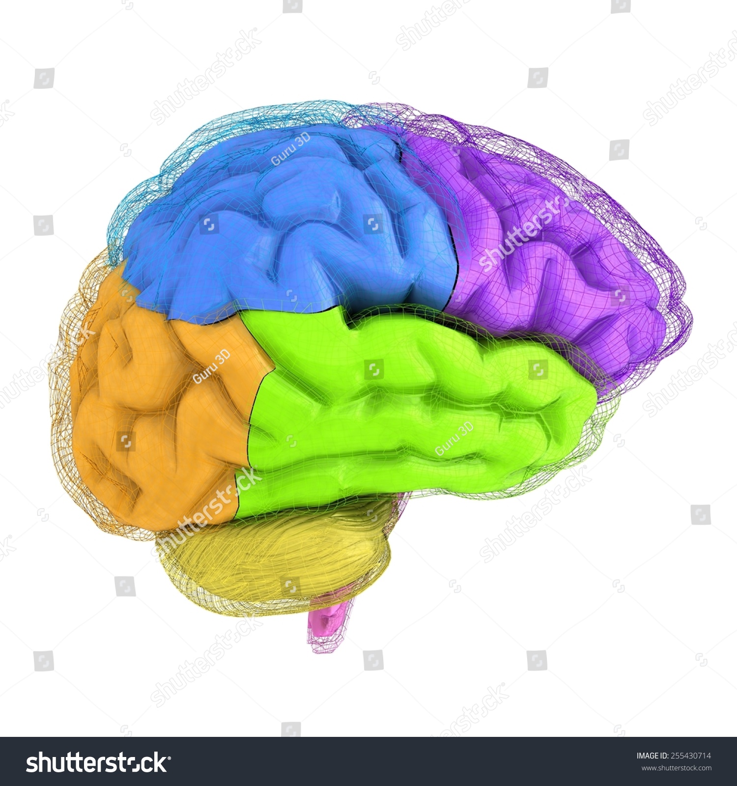 Creative Concept Of The Human Brain Stock Photo 255430714 : Shutterstock