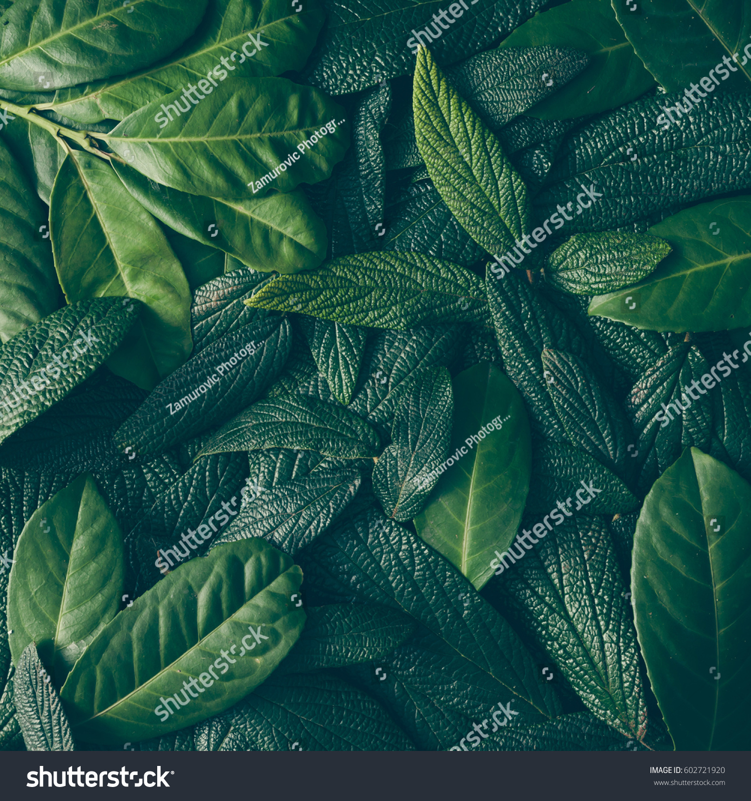 https://image.shutterstock.com/z/stock-photo-creative-layout-made-of-green-leaves-flat-lay-nature-concept-602721920.jpg