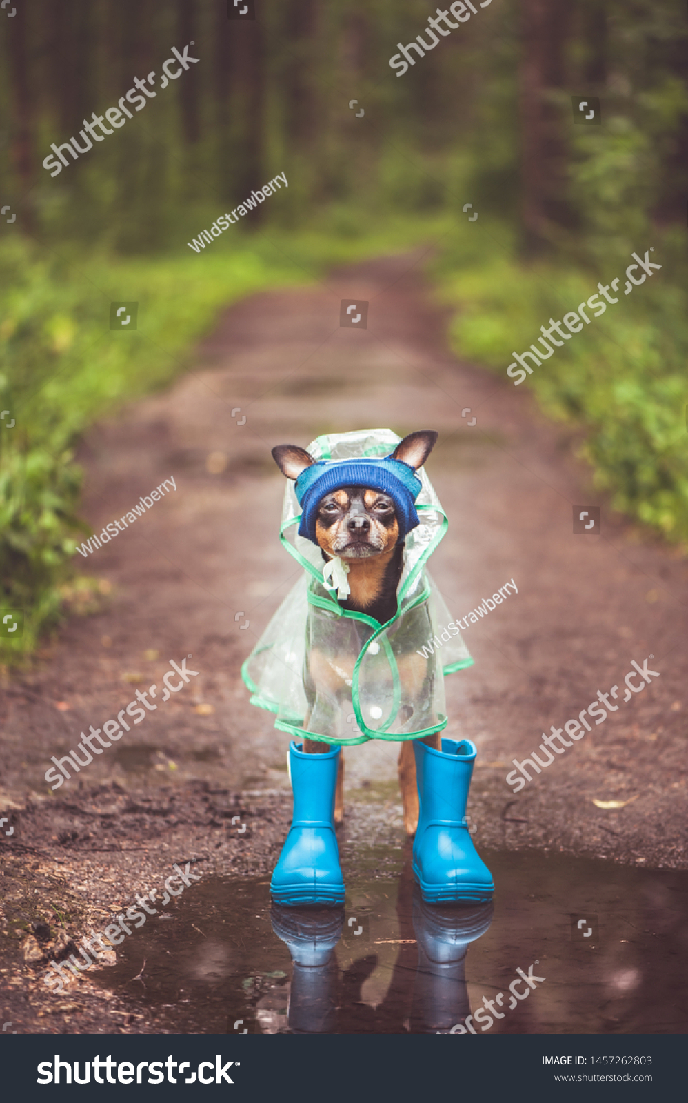 dog rain boots and raincoat