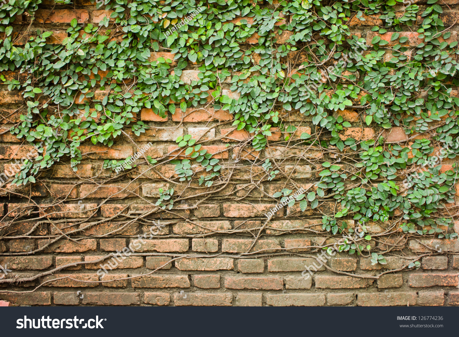 Creeper Climbing On Dirty Old Brick Wall Background Stock Photo ...
